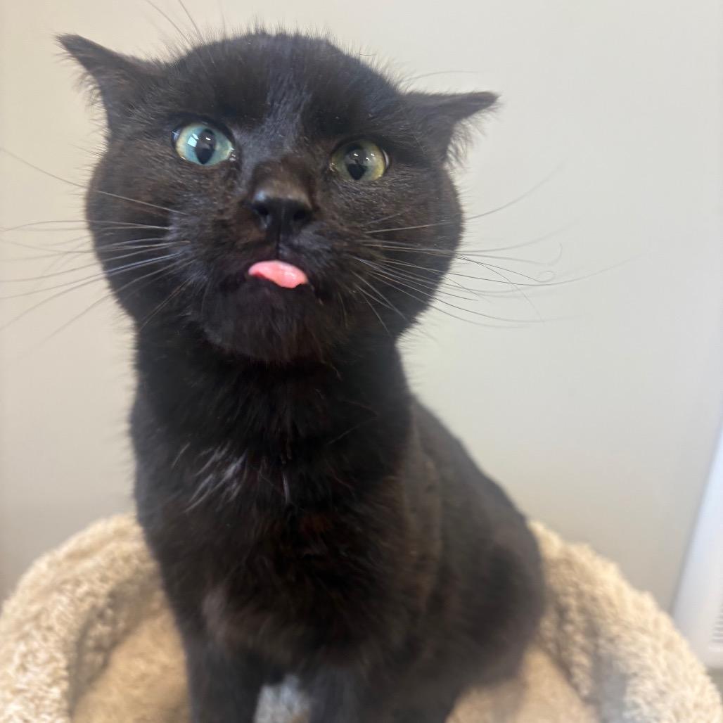 Enlarge Scorpio, a Adoptable Domestic Short Hair in Puslinch, ON image 4/6