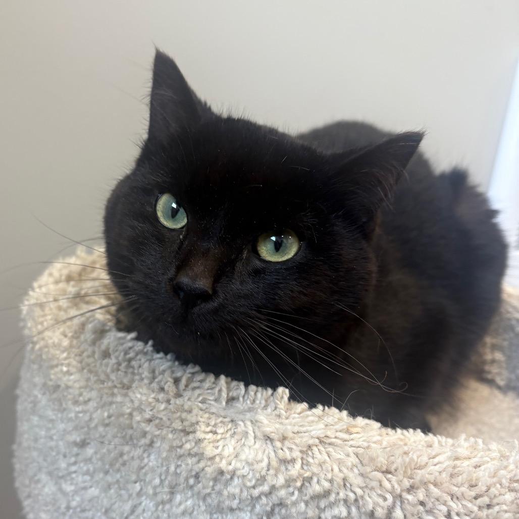 Enlarge Scorpio, a Adoptable Domestic Short Hair in Puslinch, ON image 5/6