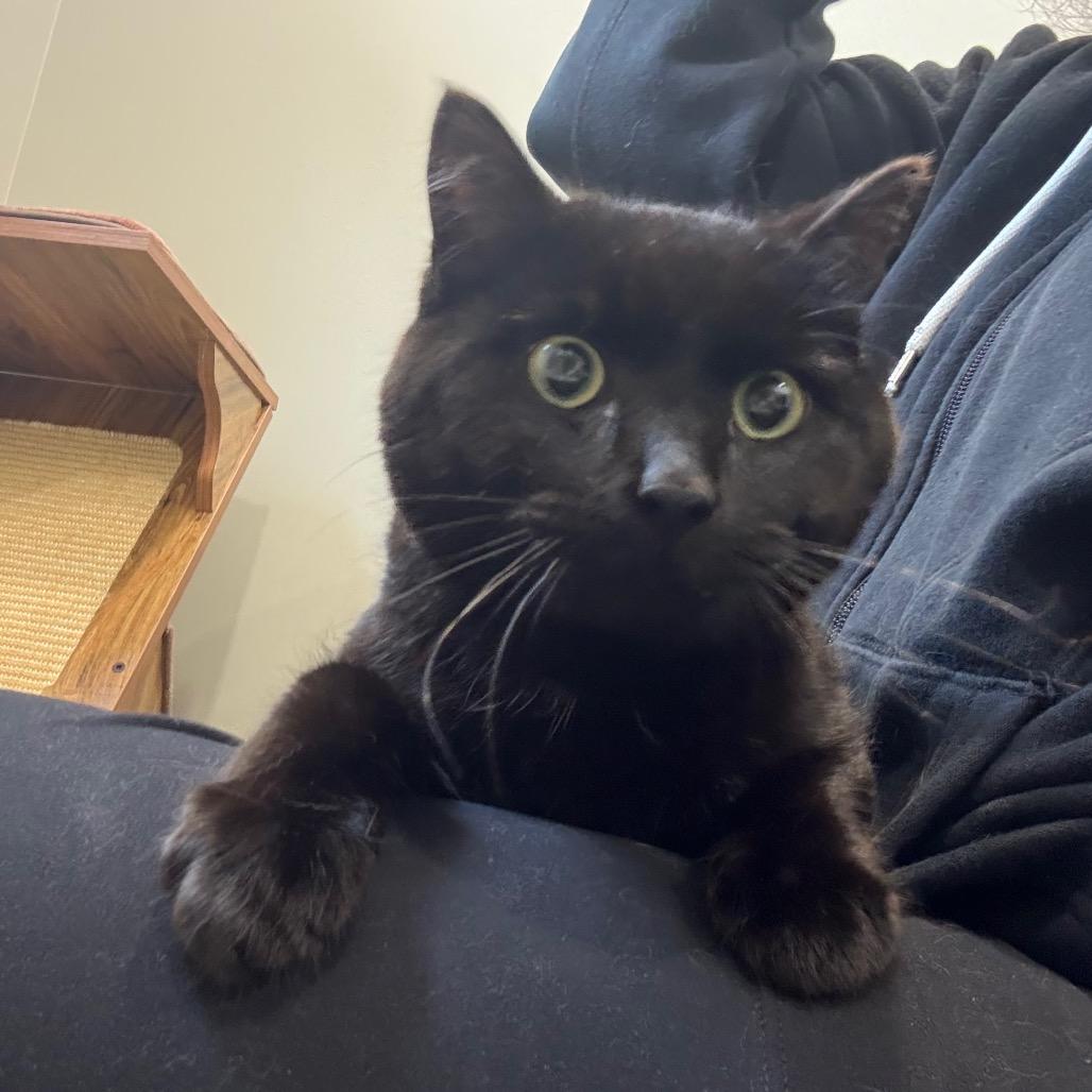 Enlarge Scorpio, a Adoptable Domestic Short Hair in Puslinch, ON image 6/6