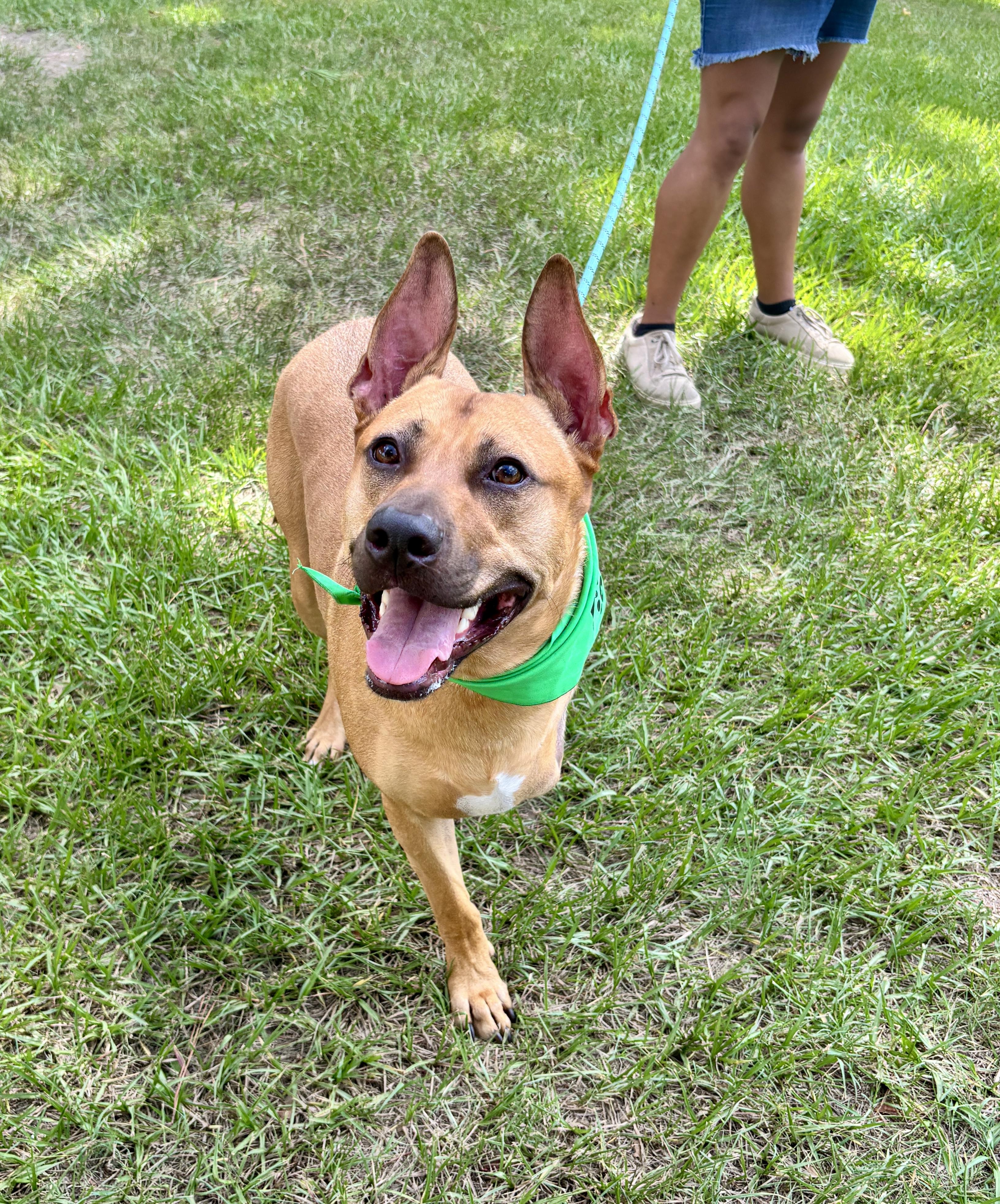 Axel, Adoptable, Adult Male Black Mouth Cur & Rhodesian Ridgeback.