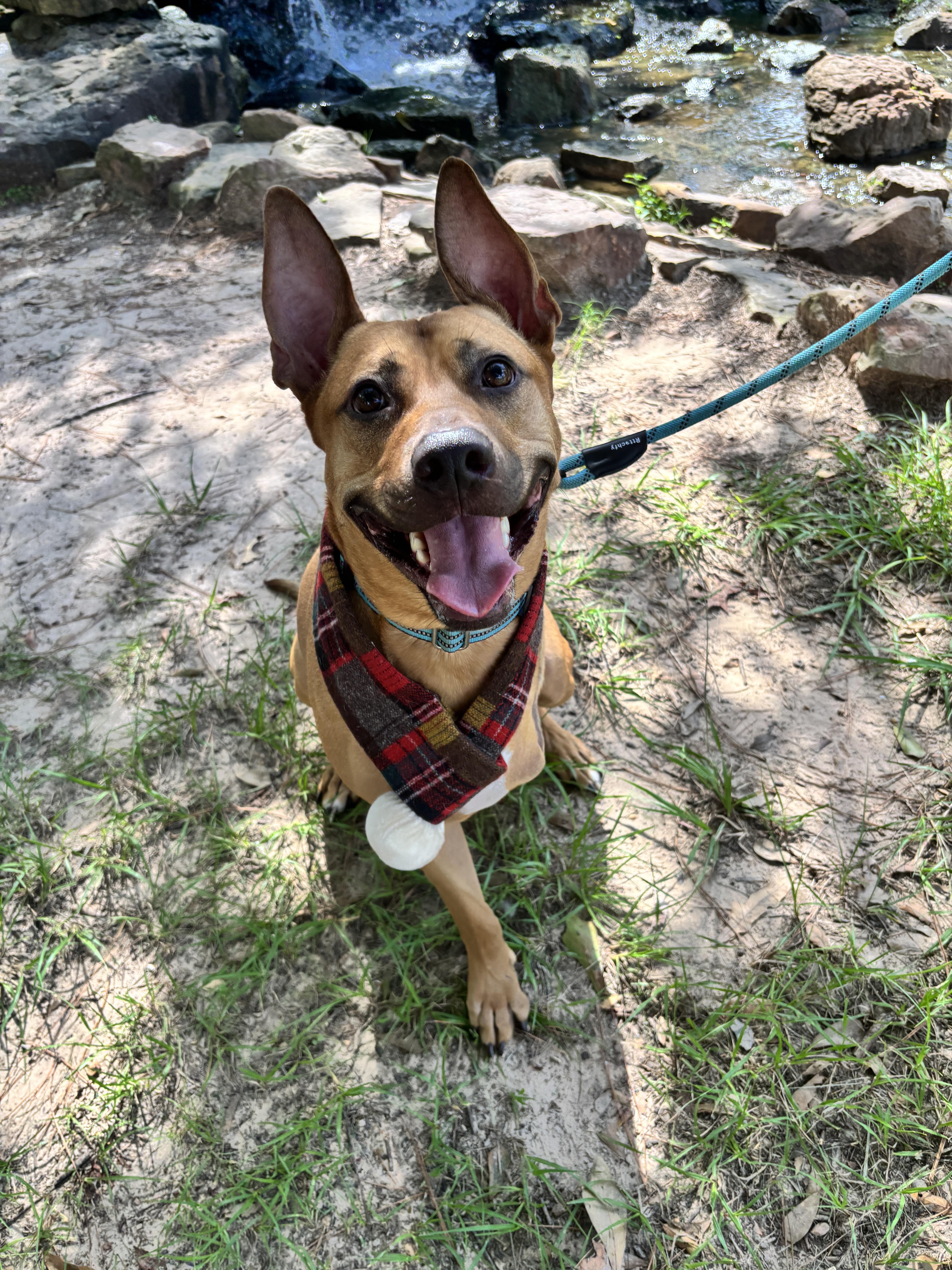 Axel, a Adoptable mixed breed in Houston, TX image 2/6