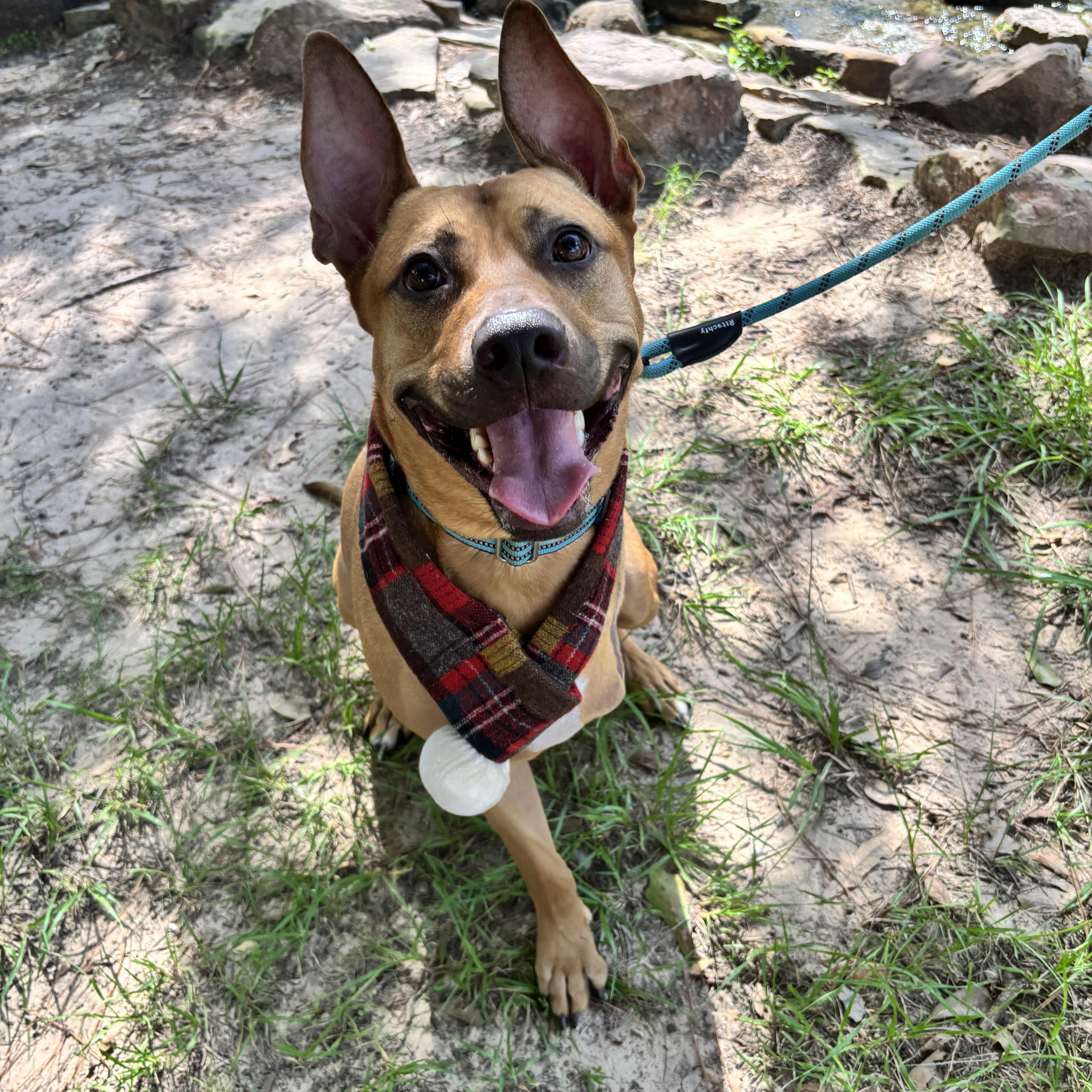 Enlarge Axel, a Adoptable mixed breed in Houston, TX image 1/6