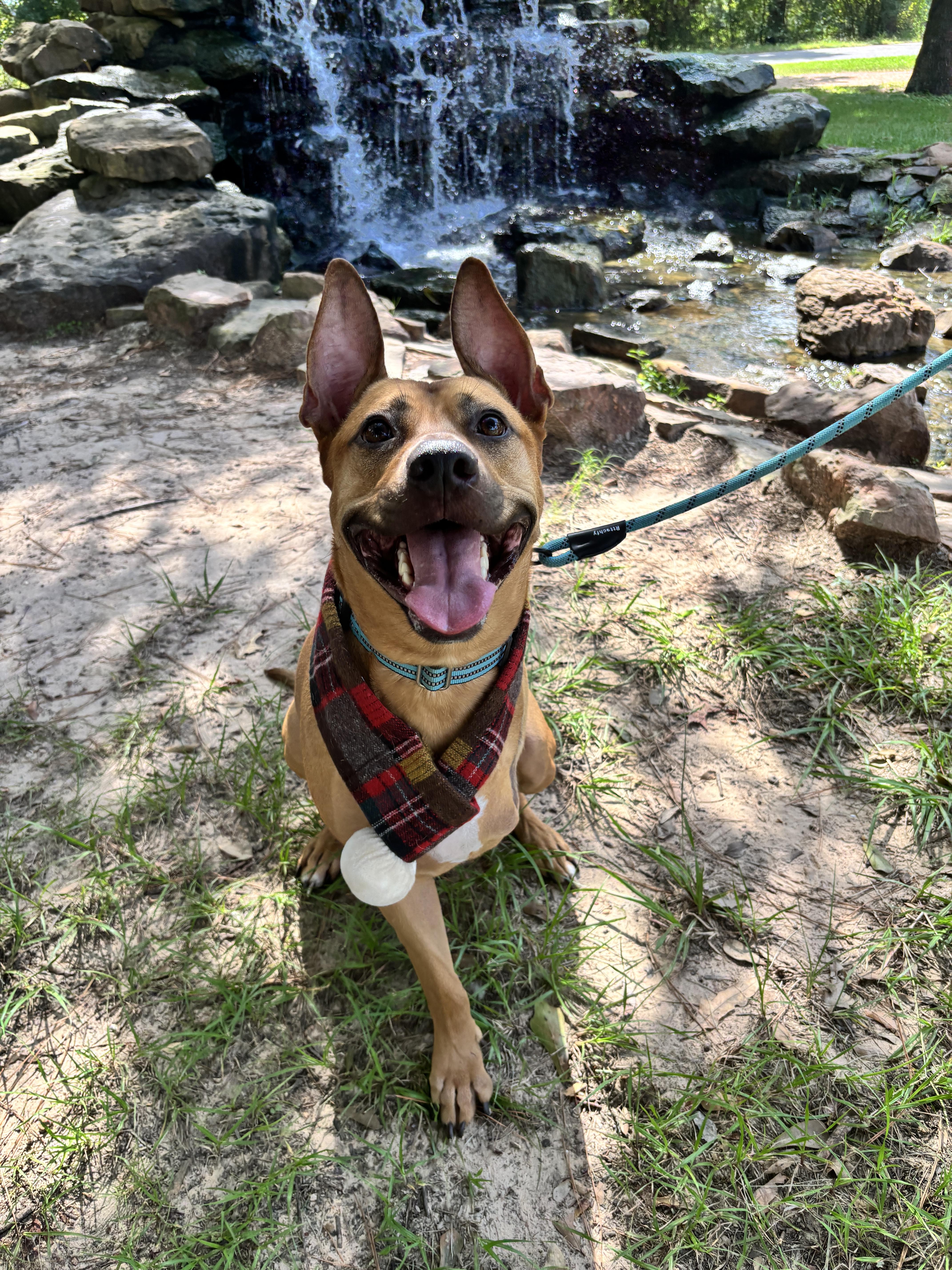 Axel, a Adoptable mixed breed in Houston, TX image 3/6