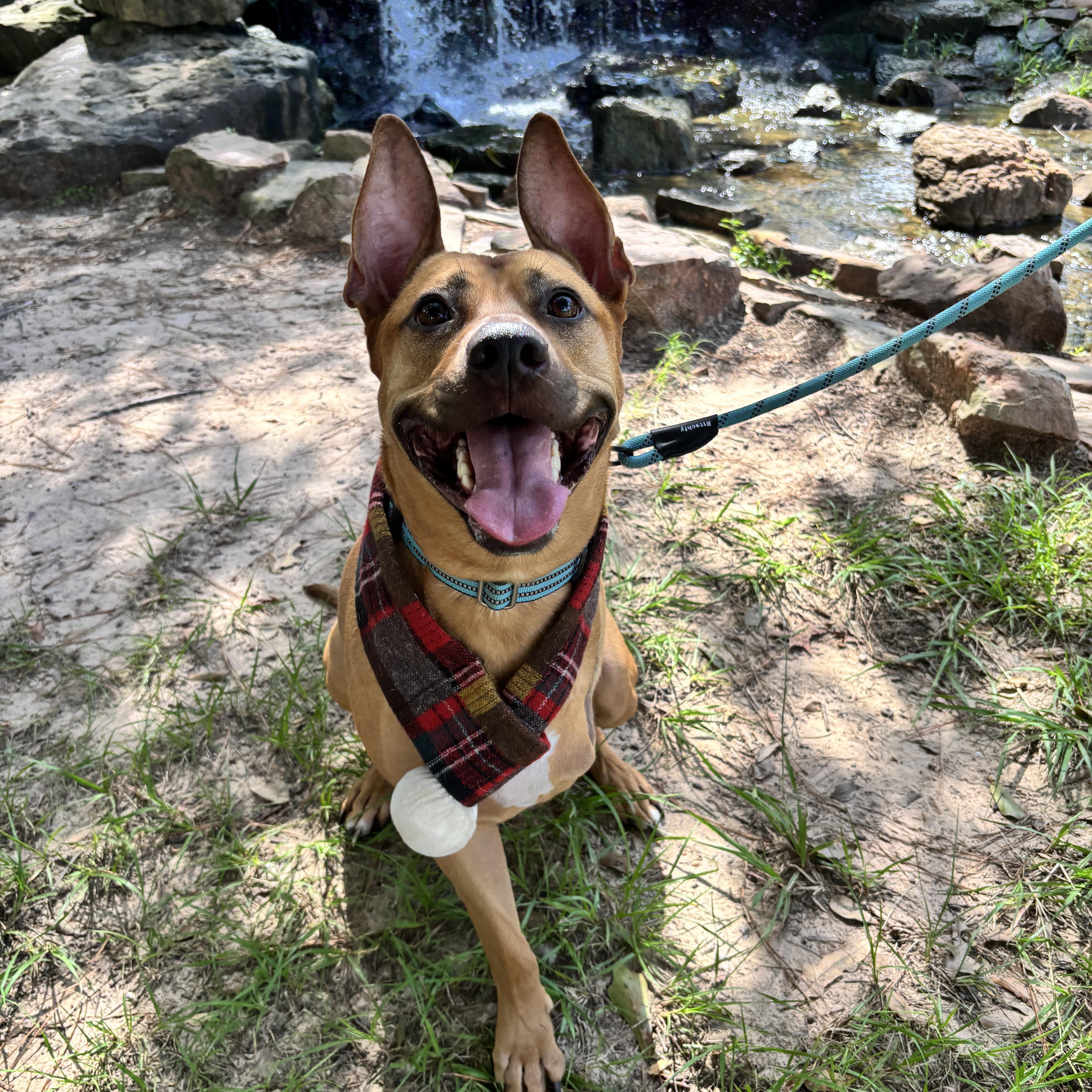 Enlarge Axel, a Adoptable mixed breed in Houston, TX image 2/6