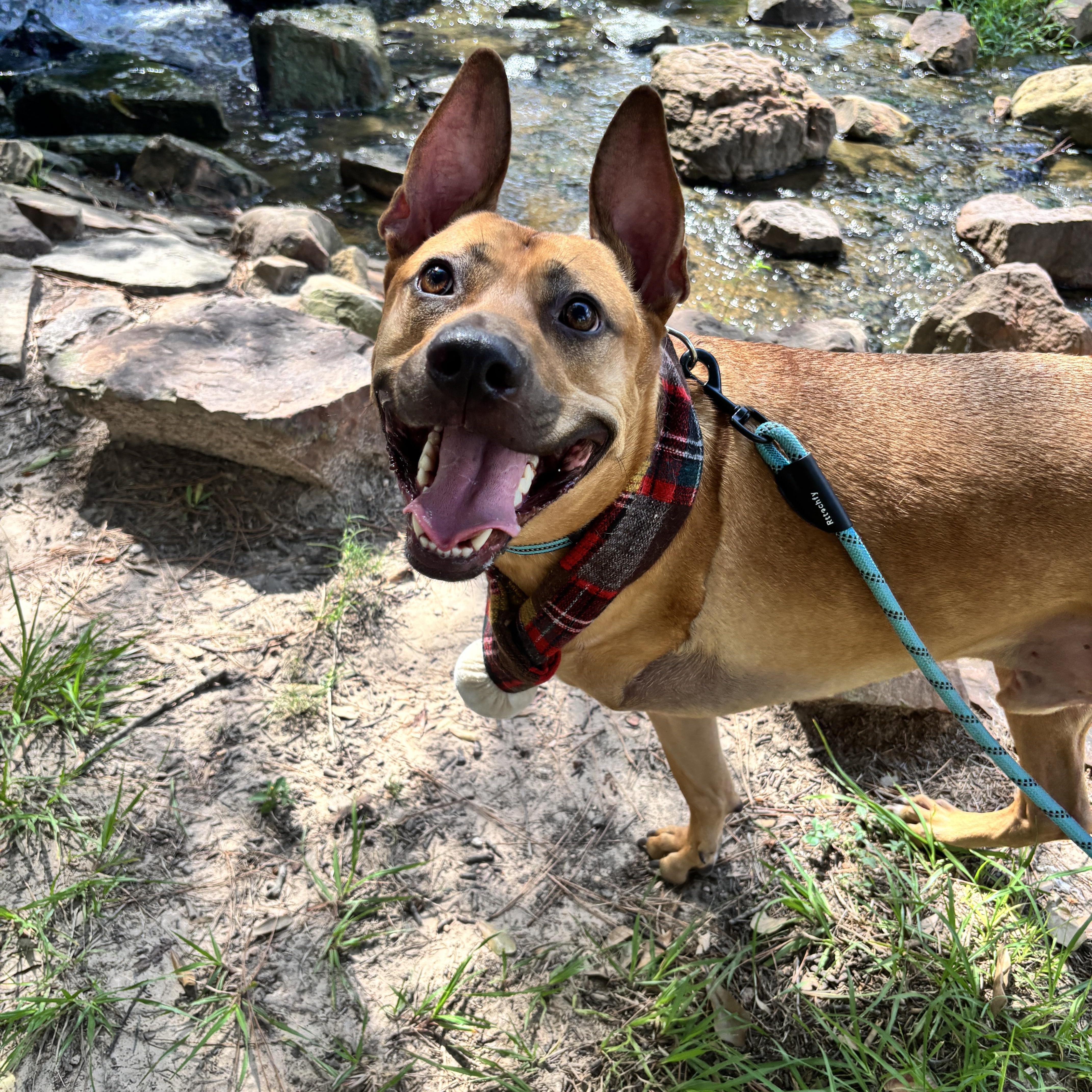 Enlarge Axel, a Adoptable mixed breed in Houston, TX image 5/6