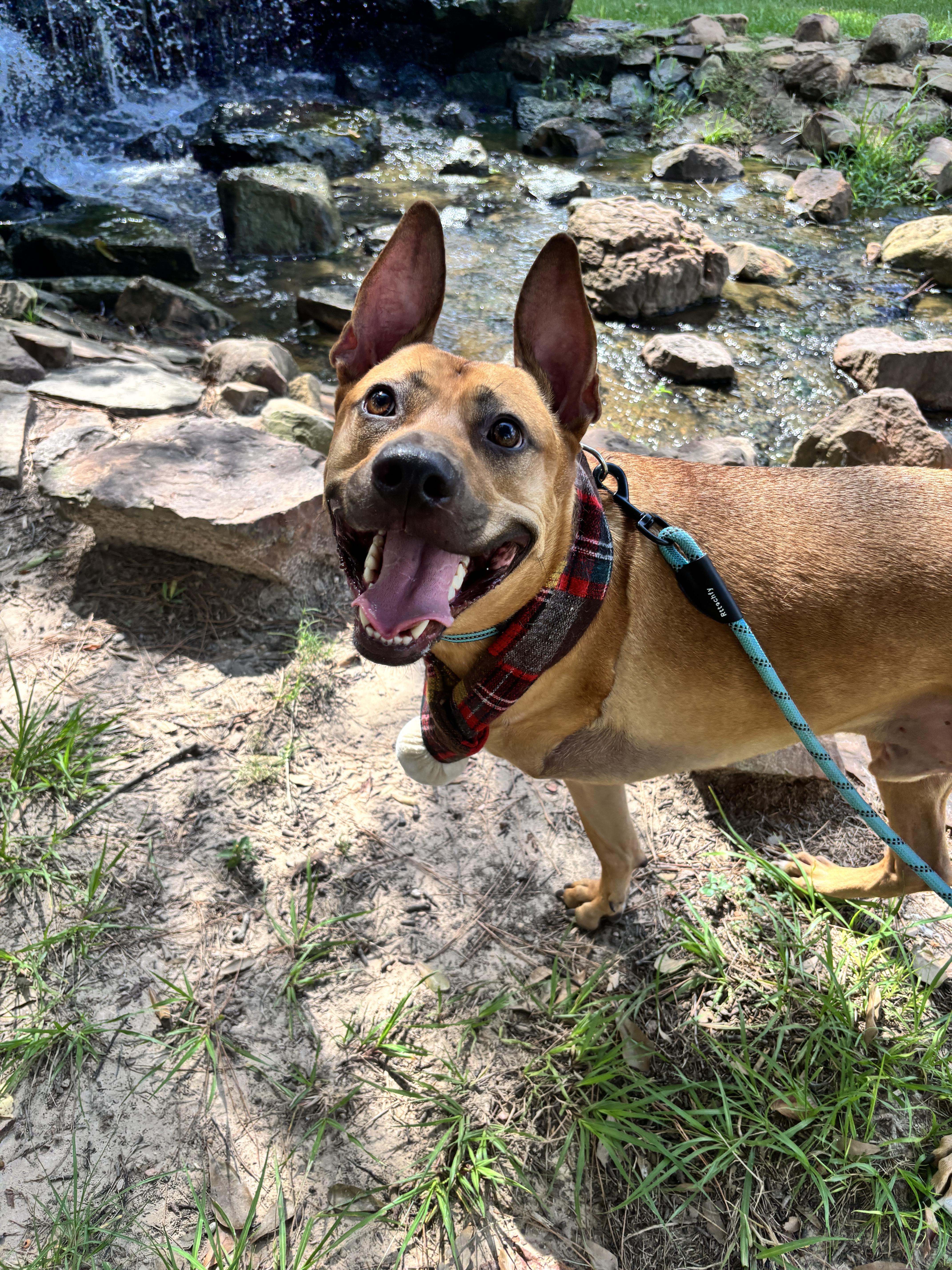 Axel, a Adoptable mixed breed in Houston, TX image 5/6