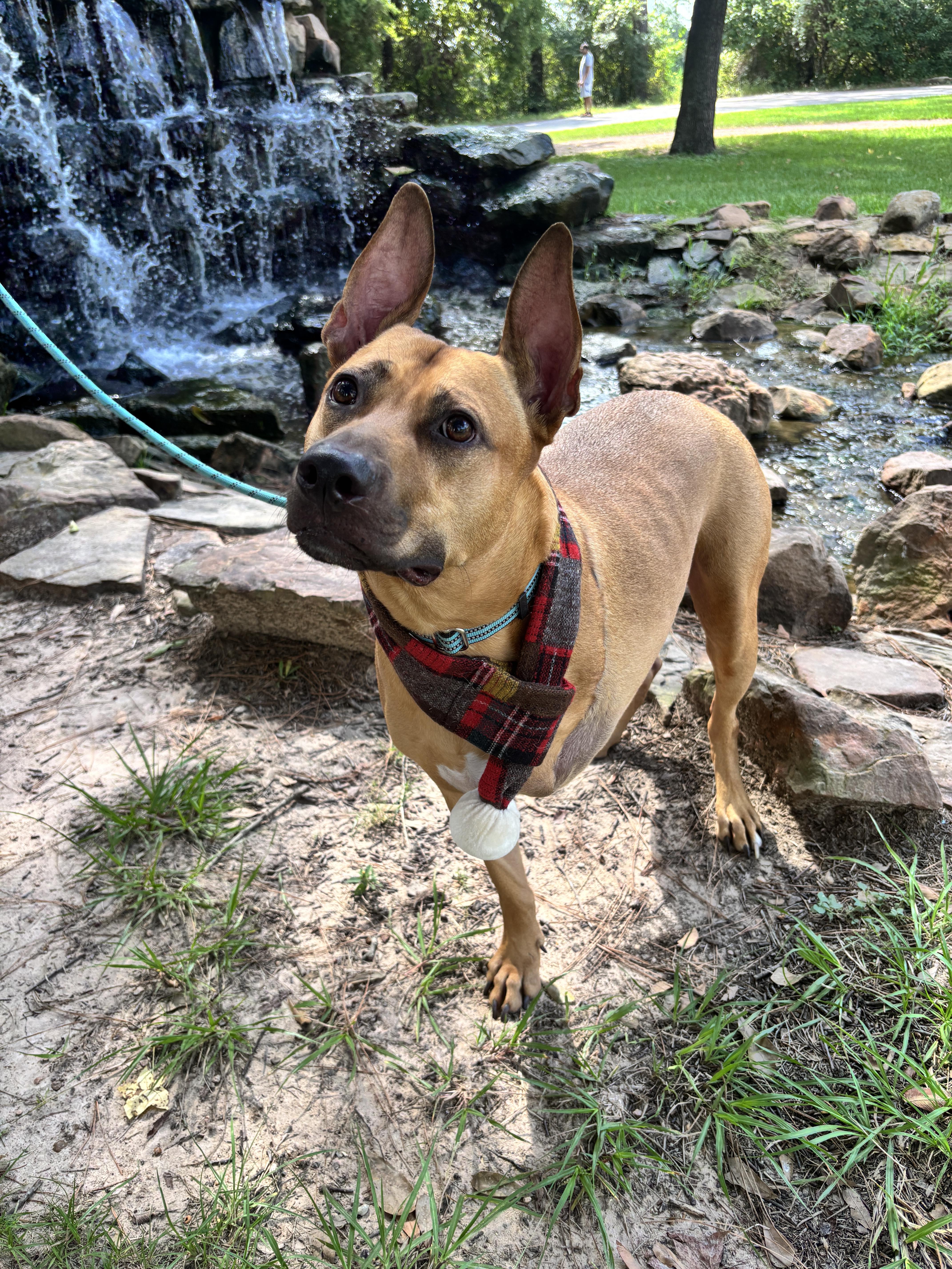 Axel, a Adoptable mixed breed in Houston, TX image 6/6