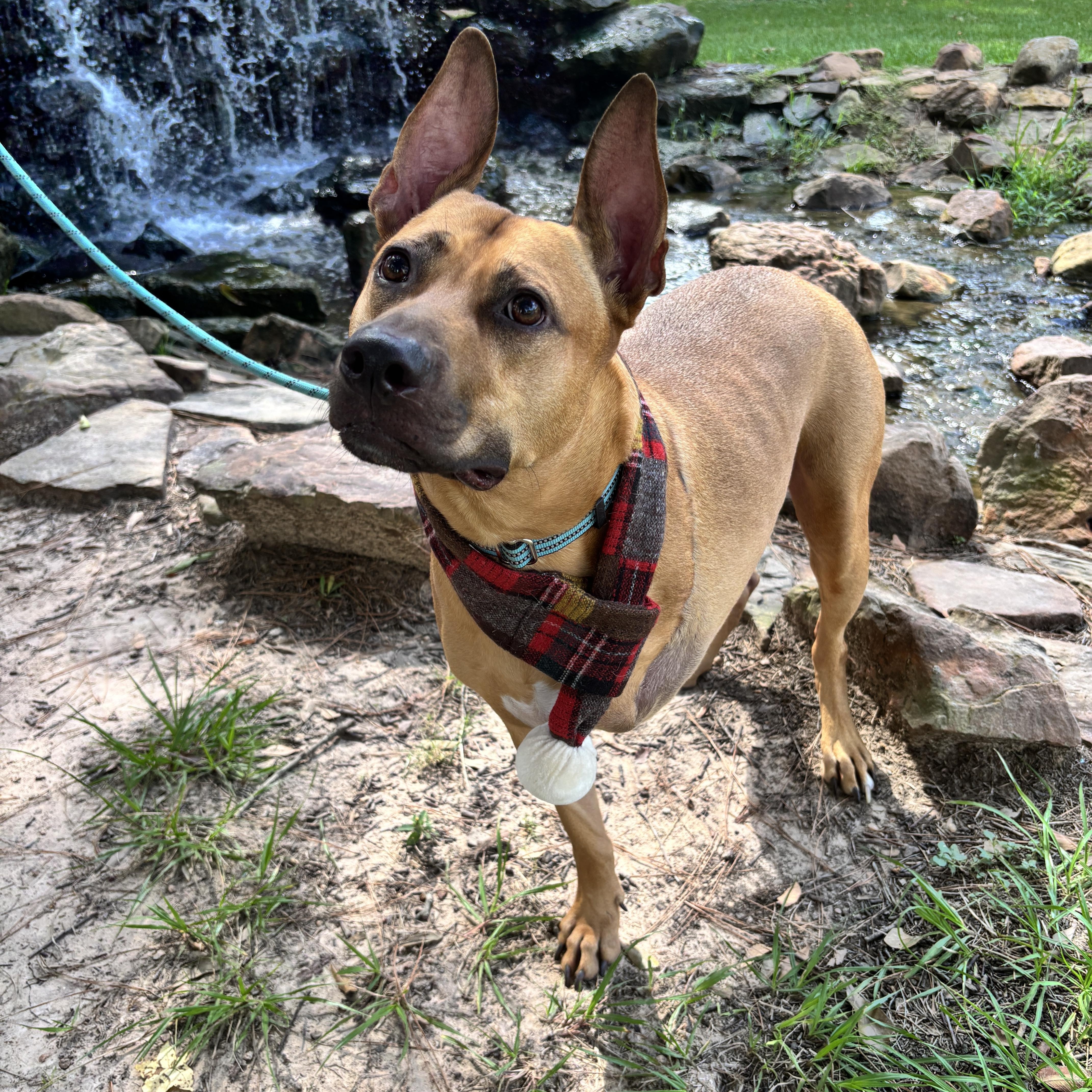 Enlarge Axel, a Adoptable mixed breed in Houston, TX image 6/6