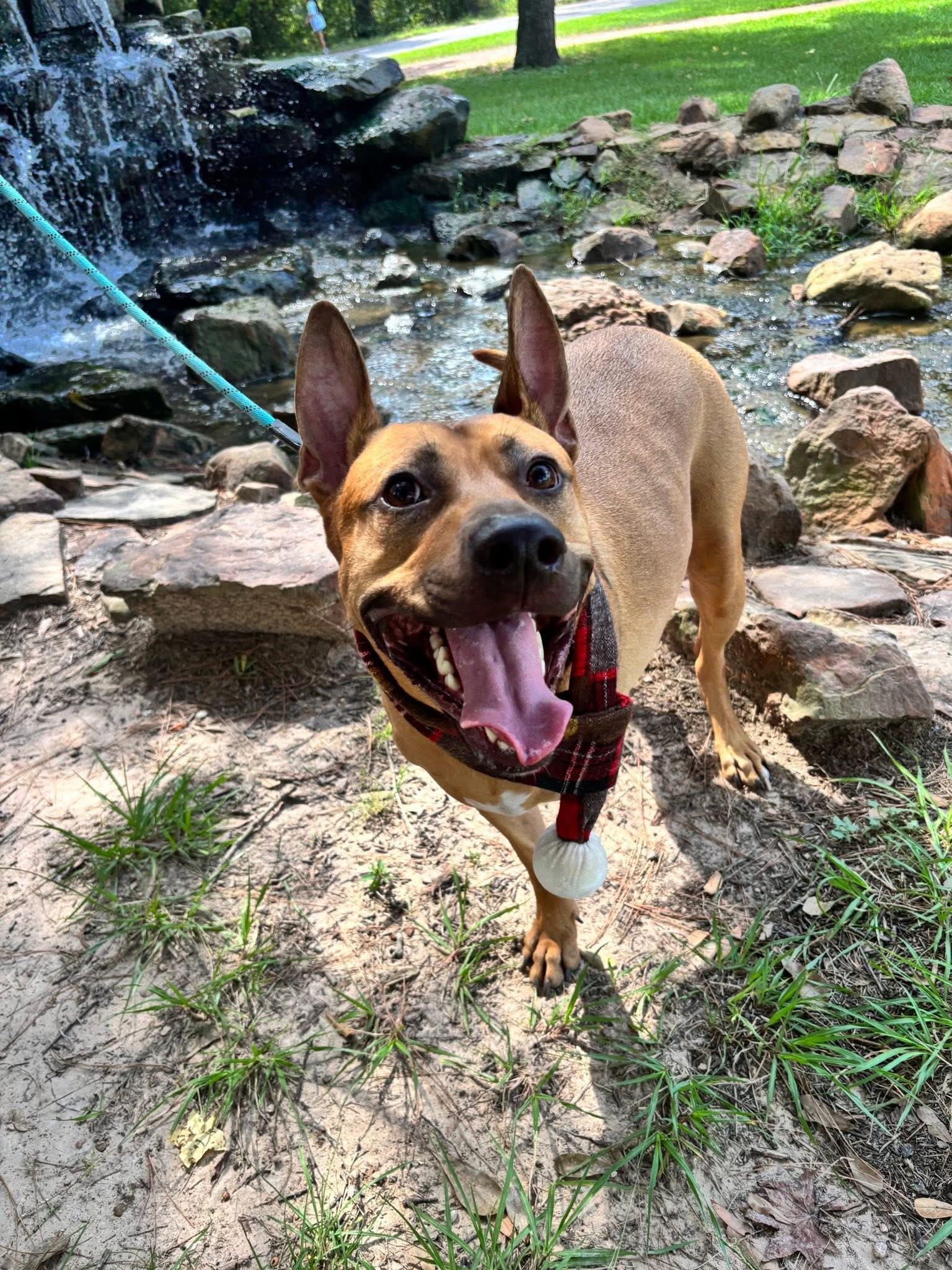 Axel, a Adoptable mixed breed in Houston, TX image 4/5