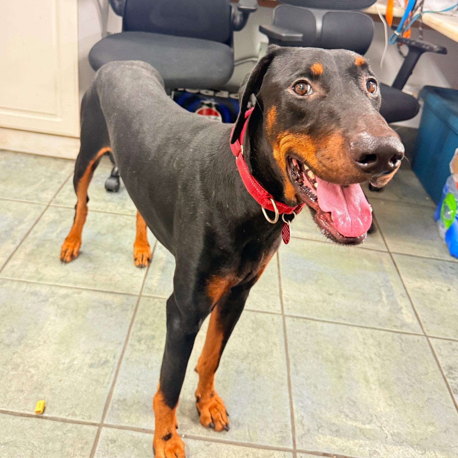 Cowboy 3624, Adoptable, Young Male Doberman Pinscher.