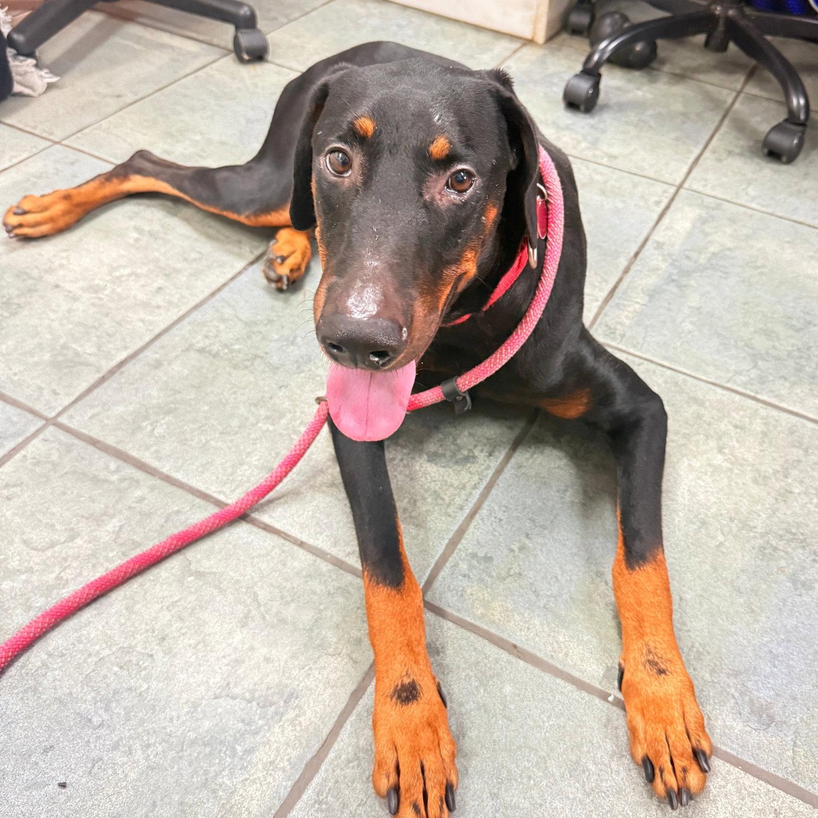 Enlarge Cowboy 3624, a Adoptable Doberman Pinscher in Oakland Park, FL image 2/3