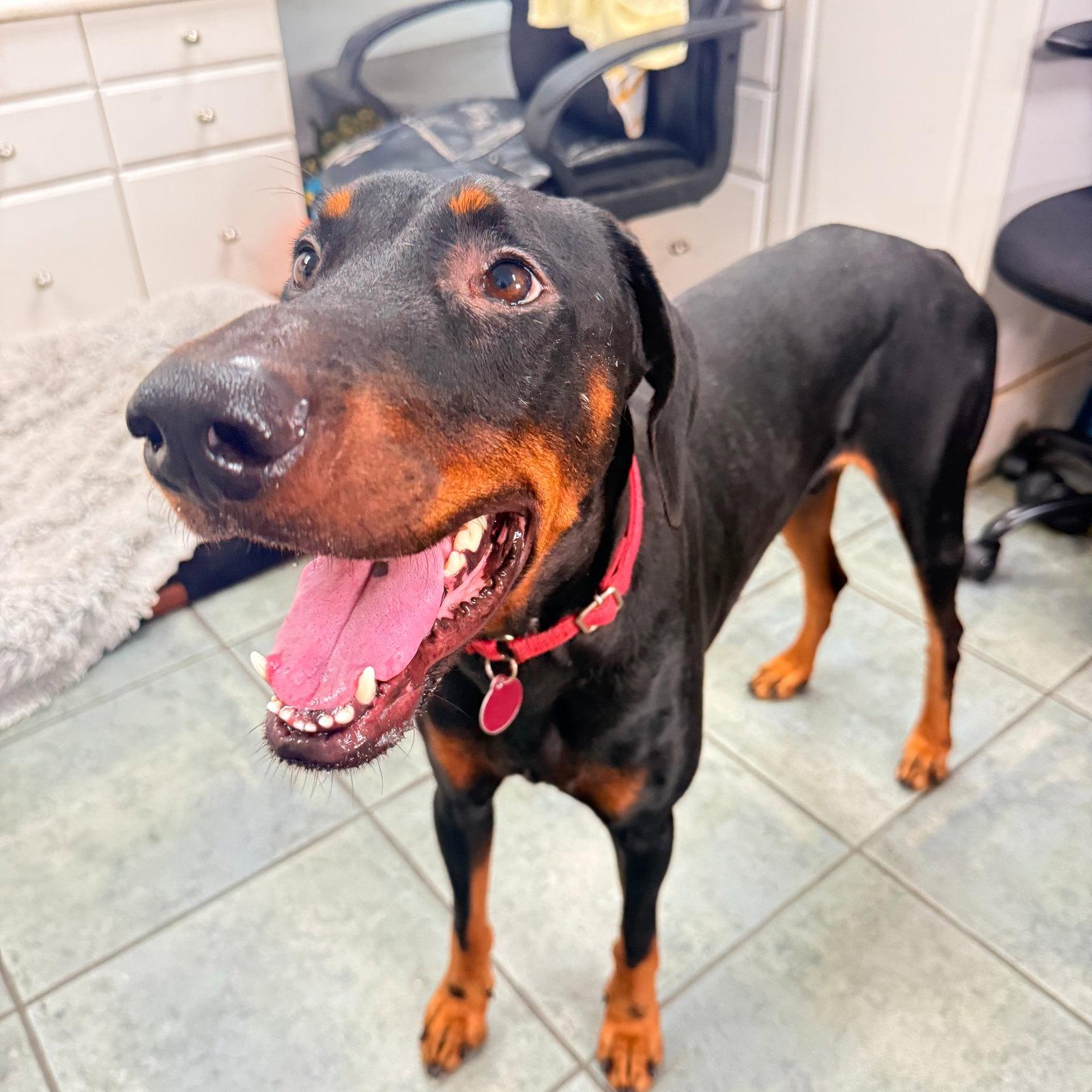 Enlarge Cowboy 3624, a Adoptable Doberman Pinscher in Oakland Park, FL image 3/3