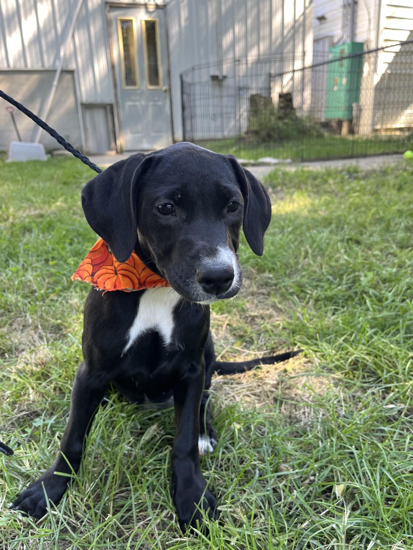 Enlarge Pumpkin, a Adoptable mixed breed in Upper Sandusky, OH image 2/3