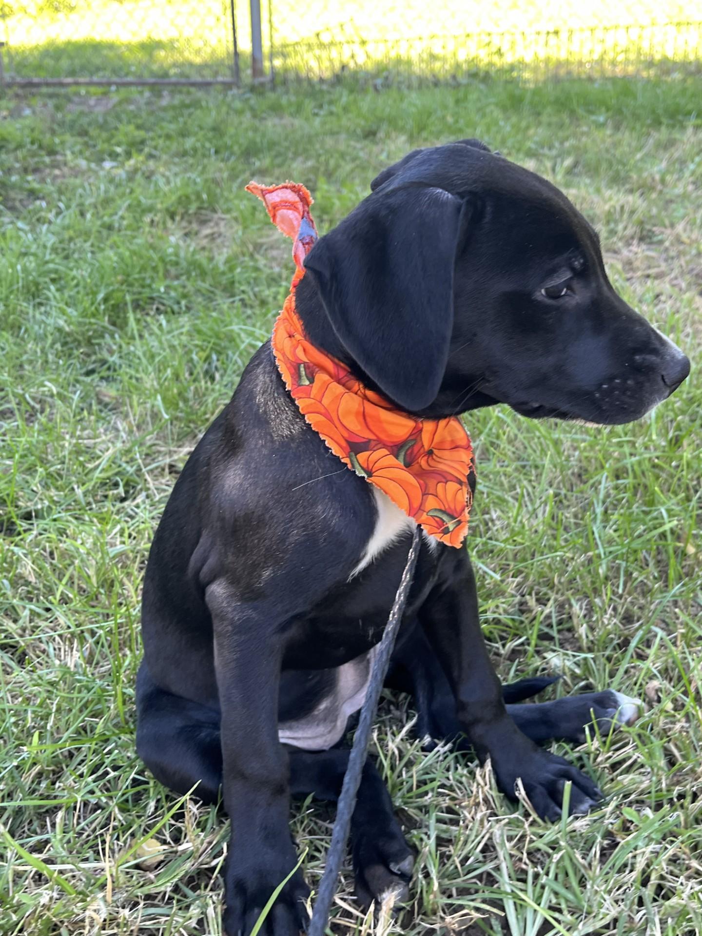 Enlarge Pumpkin, a Adoptable mixed breed in Upper Sandusky, OH image 3/3