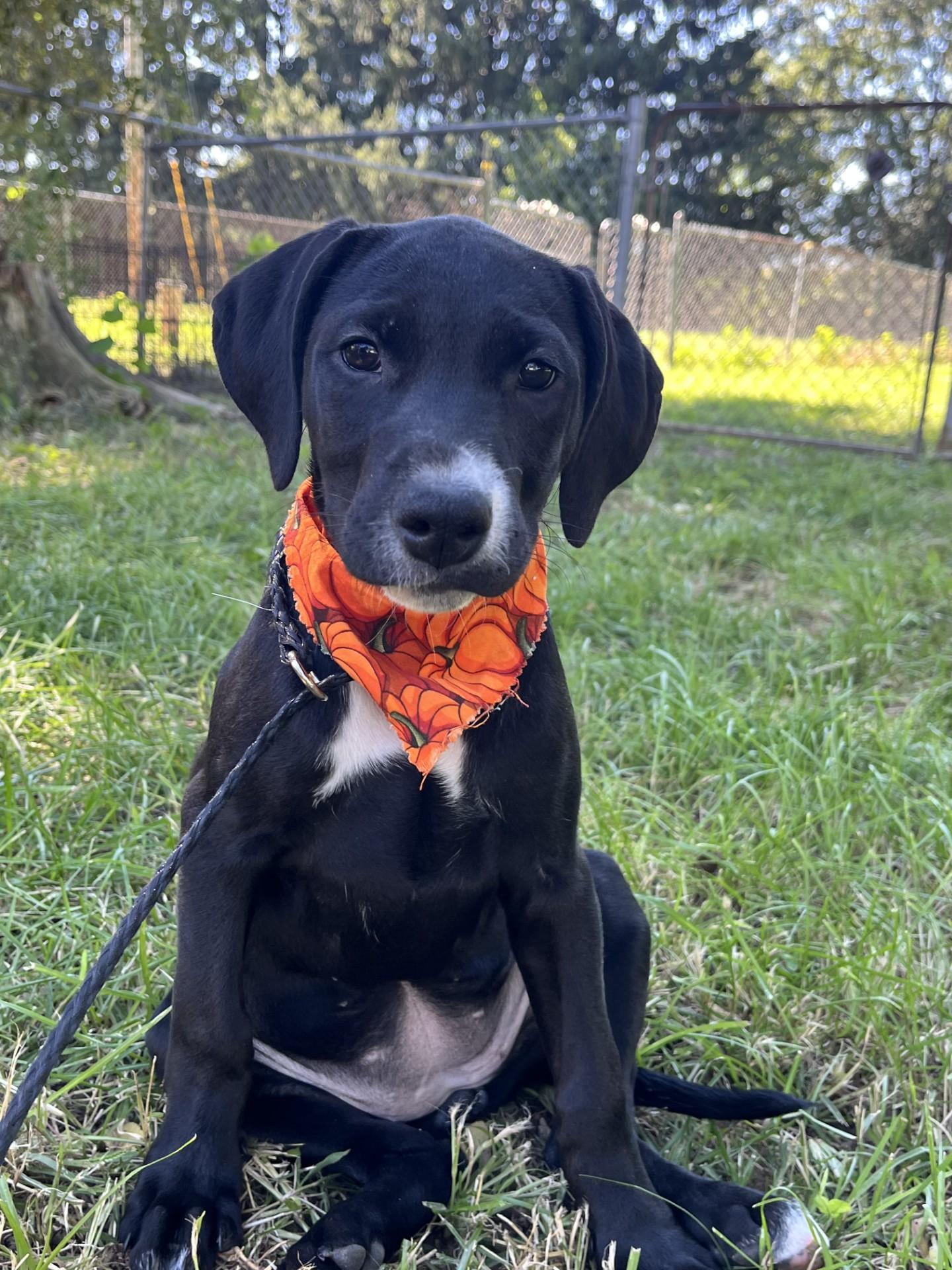Enlarge Pumpkin, a Adoptable mixed breed in Upper Sandusky, OH image 1/3
