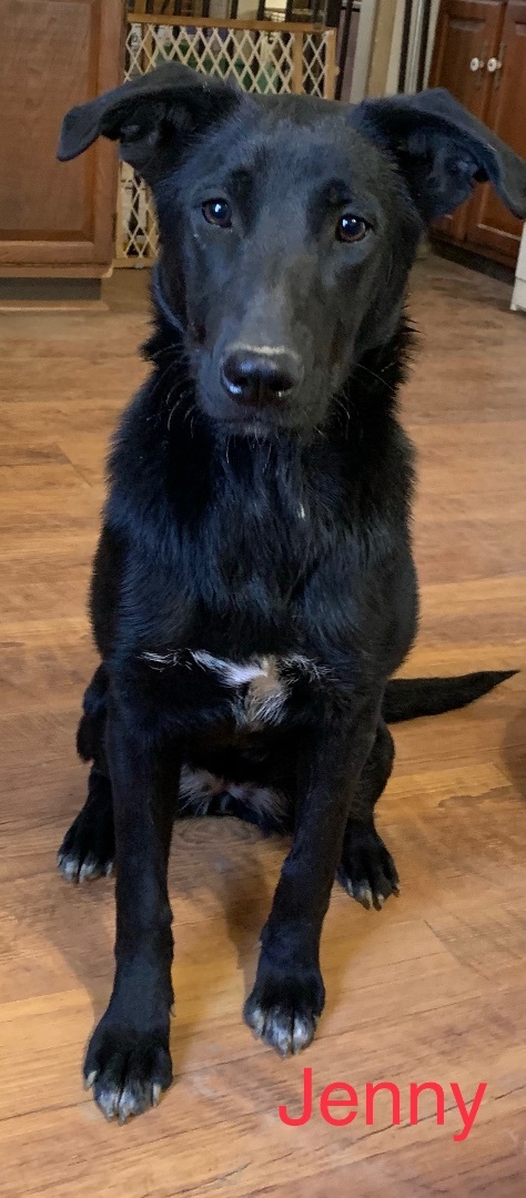 Jenny, Adoptable, Puppy Female Shepherd & Labrador Retriever.