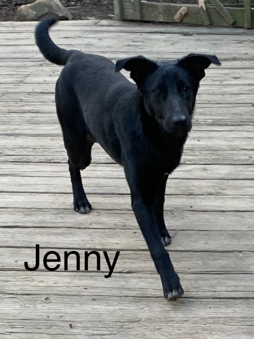 Jenny, a Adoptable mixed breed in Coatesville, PA image 2/9
