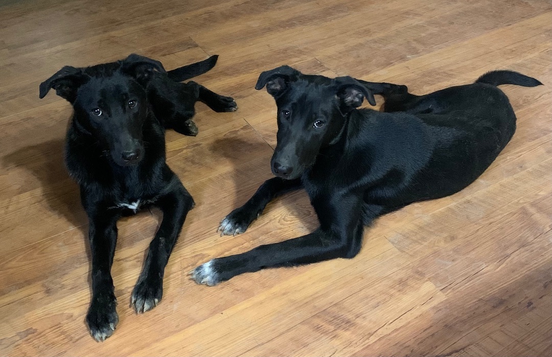 Jenny, a Adoptable mixed breed in Coatesville, PA image 3/9