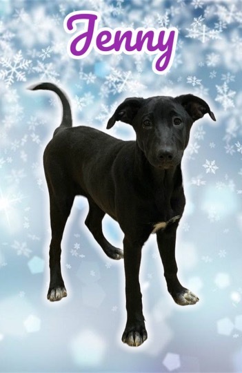 Jenny, a Adoptable mixed breed in Coatesville, PA image 4/9