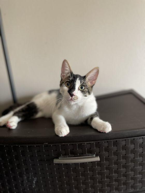 Enlarge Gemini, a Adopted Domestic Short Hair in Long Beach, CA image 5/6