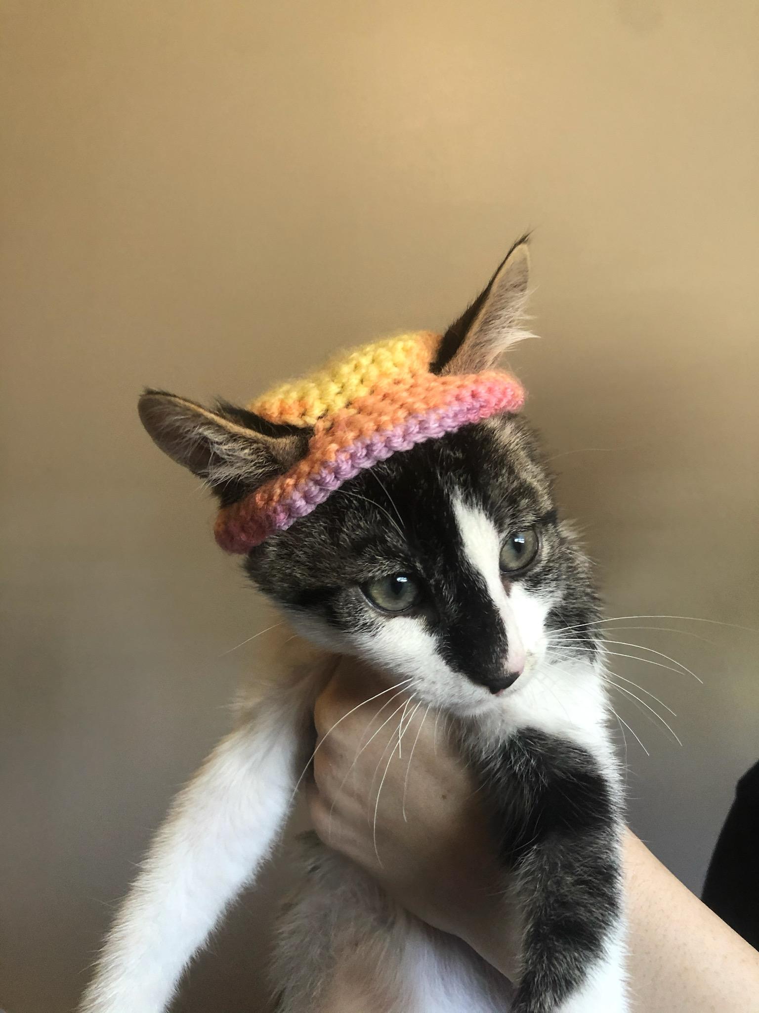 Enlarge Gemini, a Adopted Domestic Short Hair in Long Beach, CA image 6/6