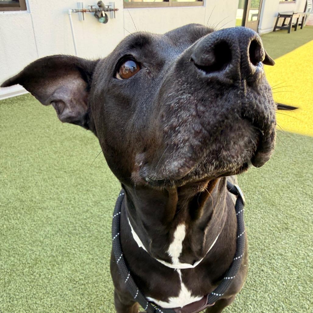 Daisy, Adoptable, Young Female Terrier.