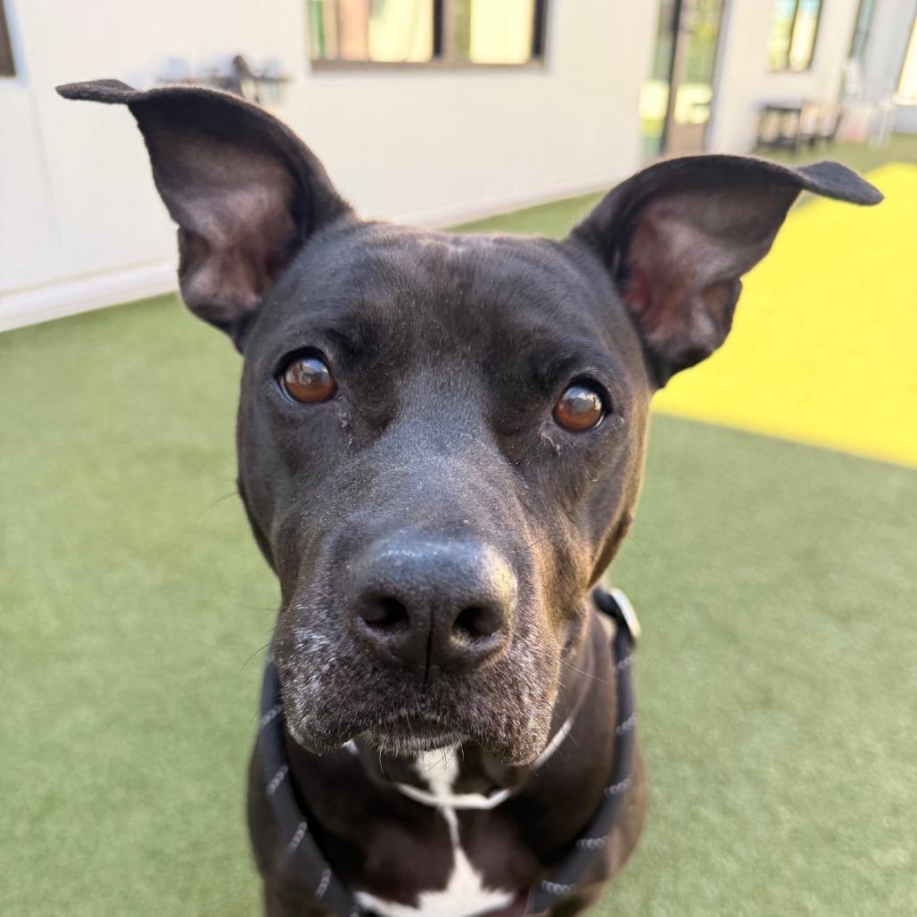 Daisy, a Adoptable Terrier in Tampa, FL image 4/6