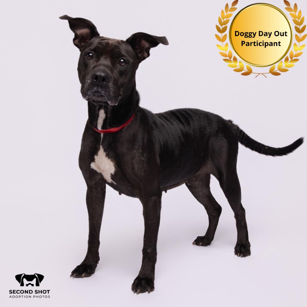 Enlarge Daisy, a Adoptable mixed breed in Tampa, FL image 5/6