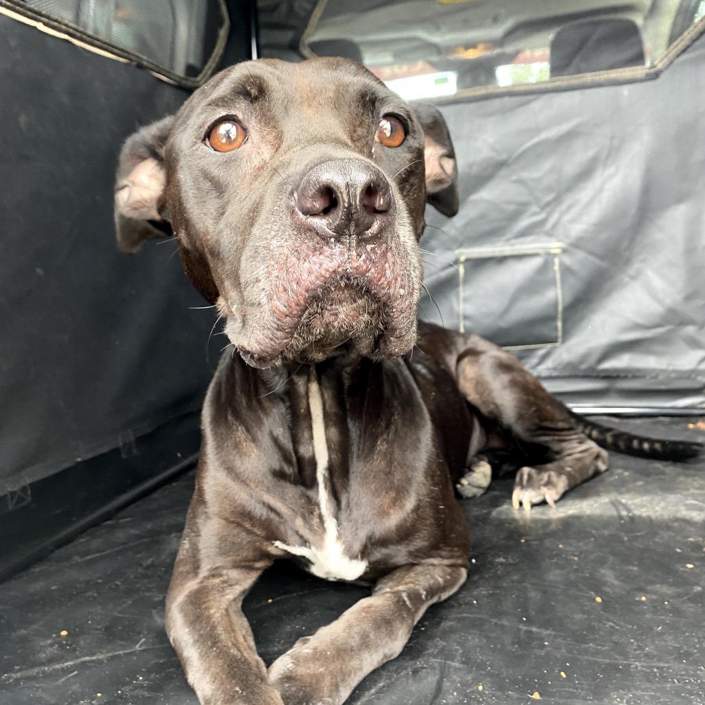 Enlarge Daisy, a Adoptable Terrier in Tampa, FL image 2/2