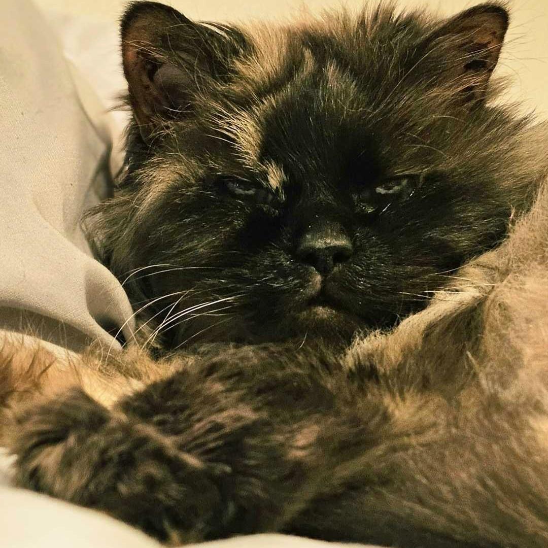 Sweetie, Adoptable, Senior Female Siamese & Domestic Long Hair.