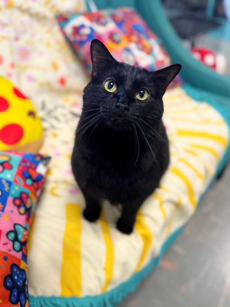 Leather, Adoptable, Adult Male Domestic Medium Hair.