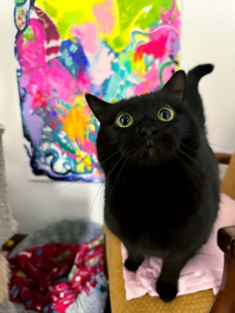 Leather, Adoptable, Adult Male Domestic Medium Hair.