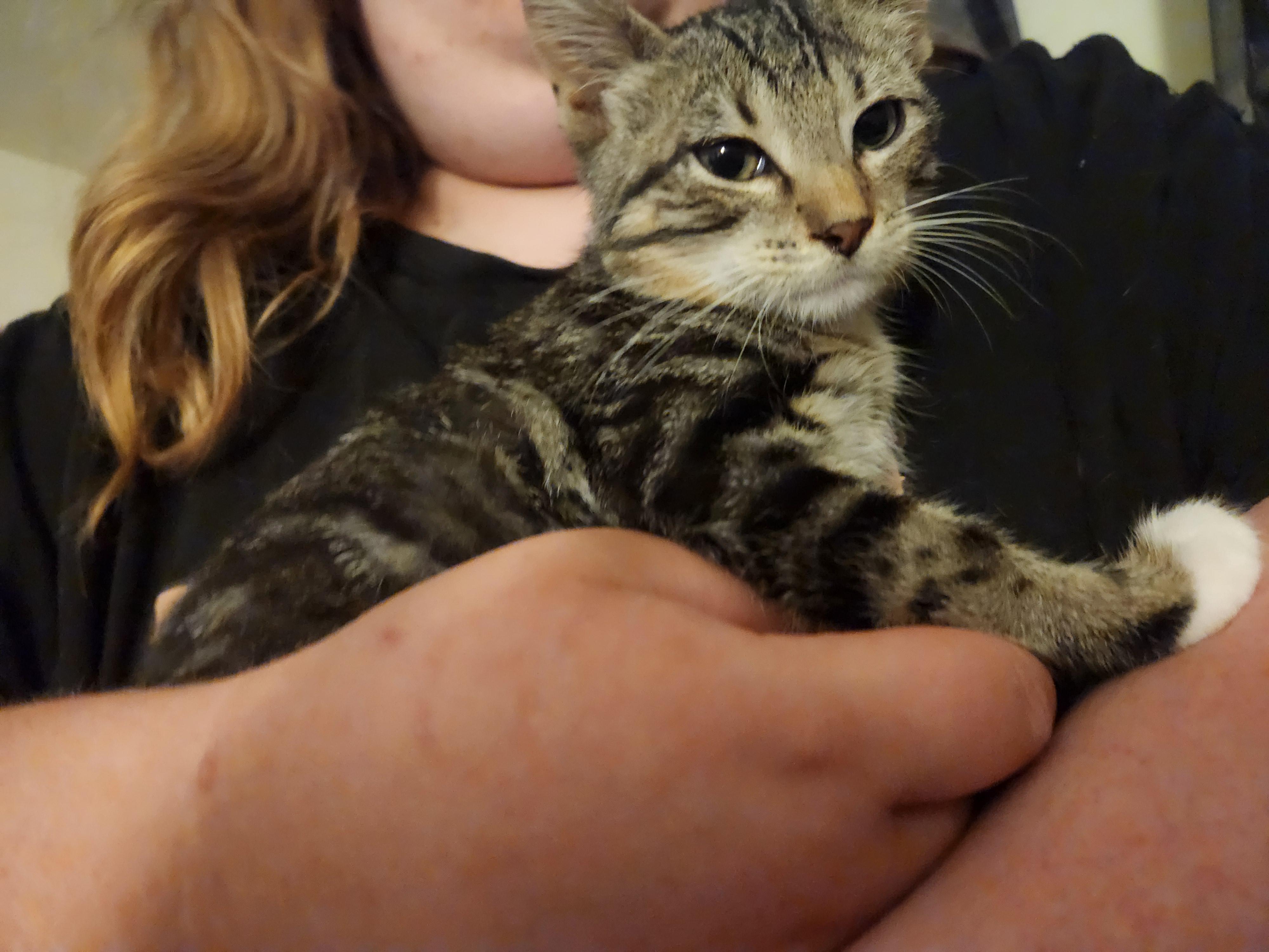 Enlarge Stripes, an adopted Domestic Short Hair in Mount Pleasant, TX image 5/5