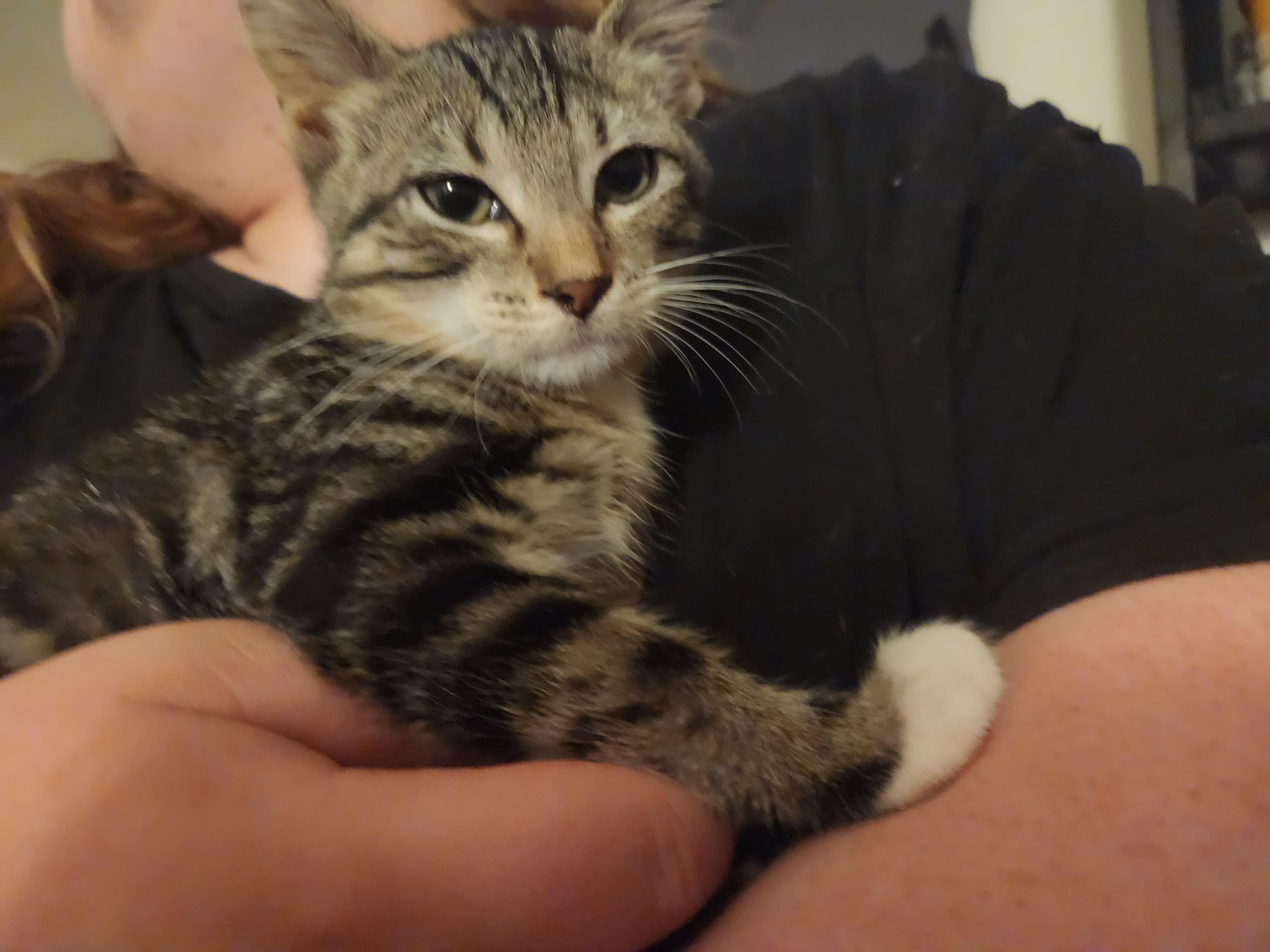 Stripes, adopted, Young Female Domestic Short Hair.