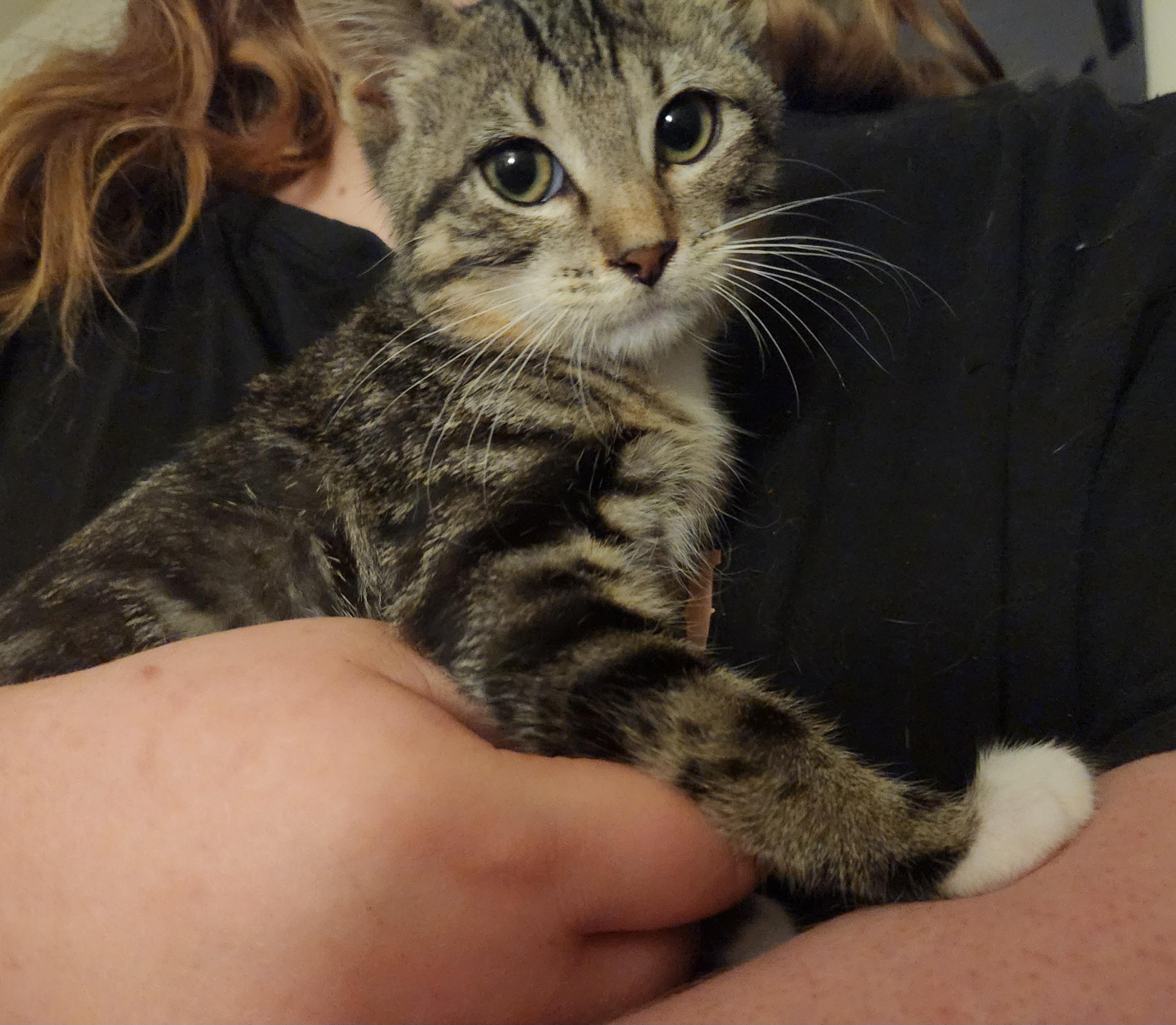 Enlarge Stripes, an adopted Domestic Short Hair in Mount Pleasant, TX image 3/5