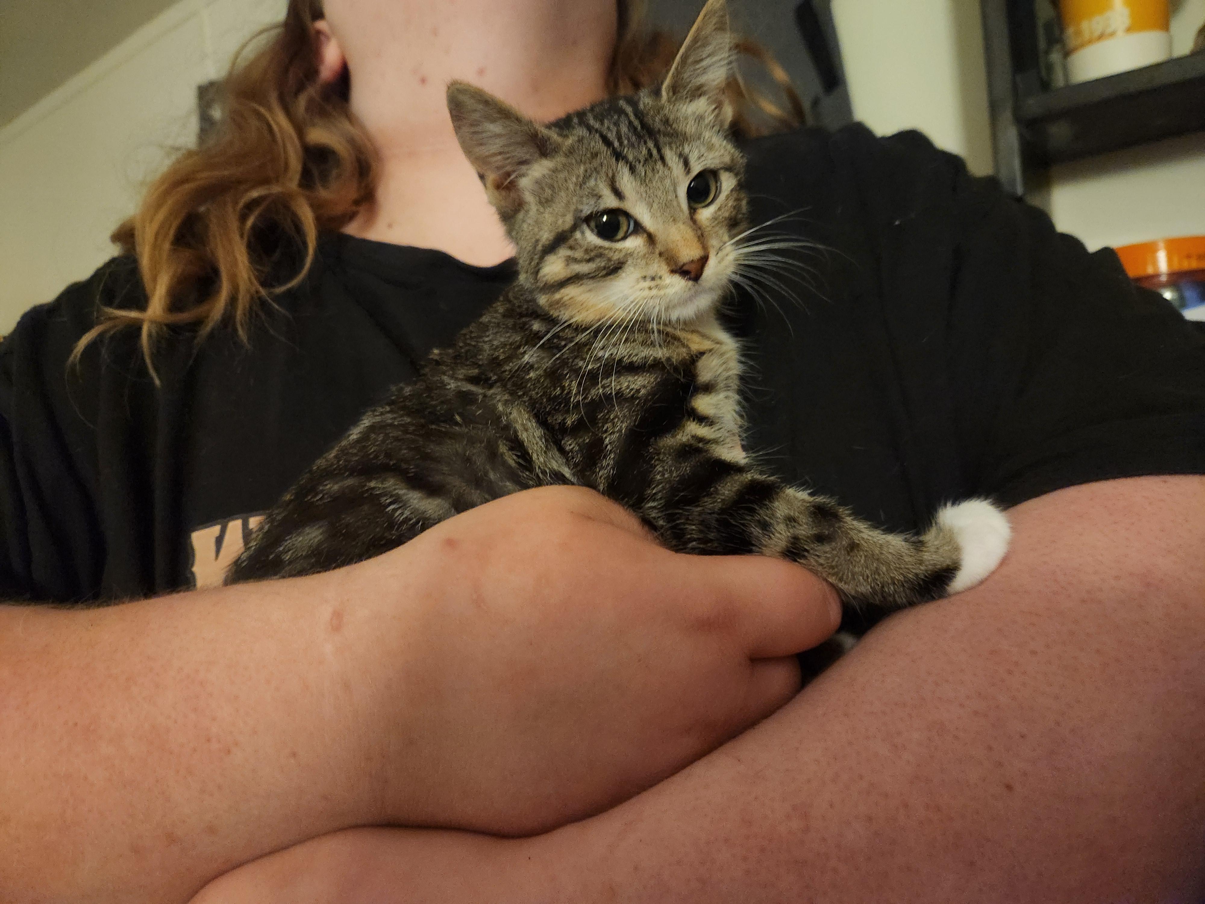 Enlarge Stripes, an adopted Domestic Short Hair in Mount Pleasant, TX image 4/5