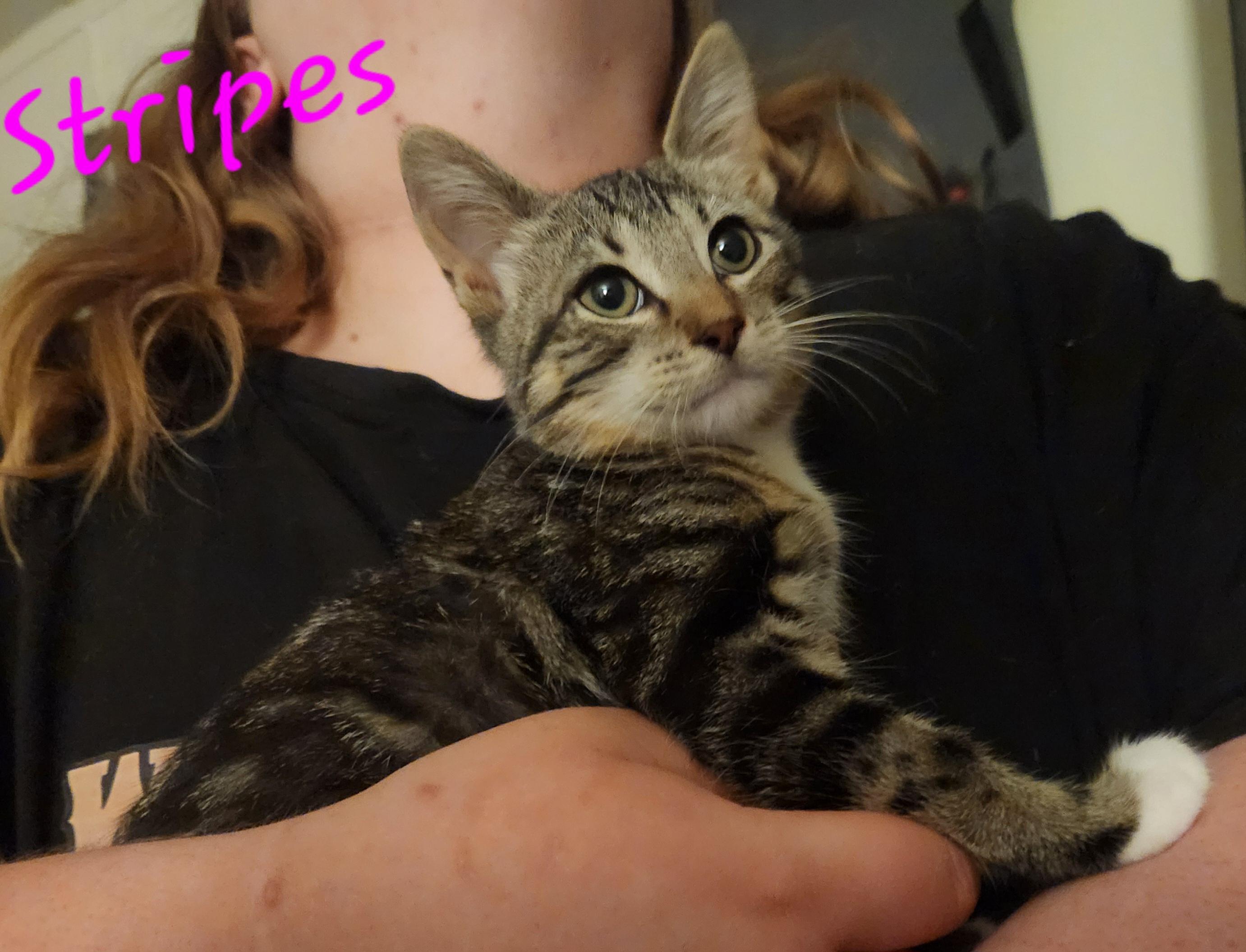 Enlarge Stripes, an adopted Domestic Short Hair in Mount Pleasant, TX image 2/5