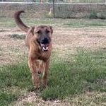 Enlarge TJ - TRANSPORT AVAILABLE, a Adoptable mixed breed in Canton, OH image 6/6