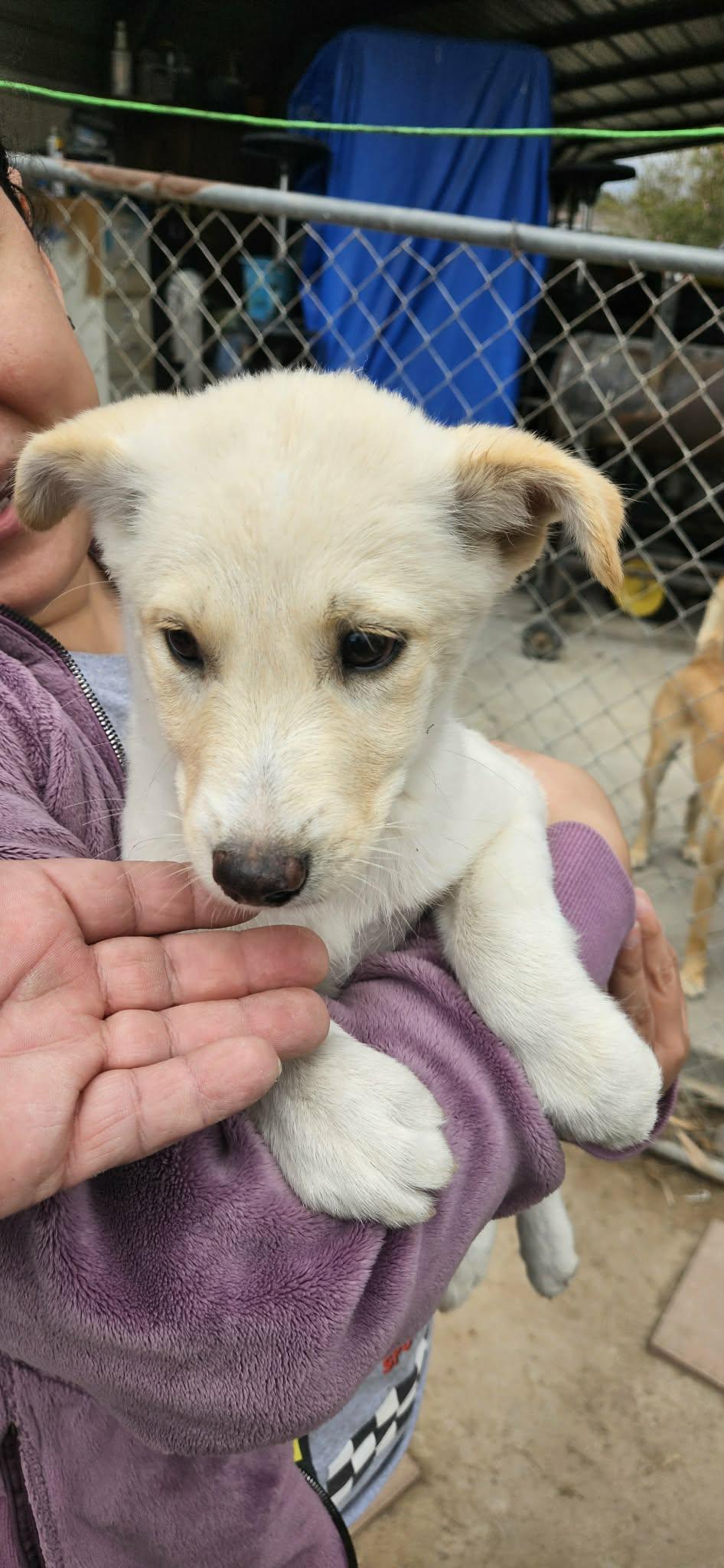 Enlarge Sugar, an adopted mixed breed in New Haven, CT image 5/6