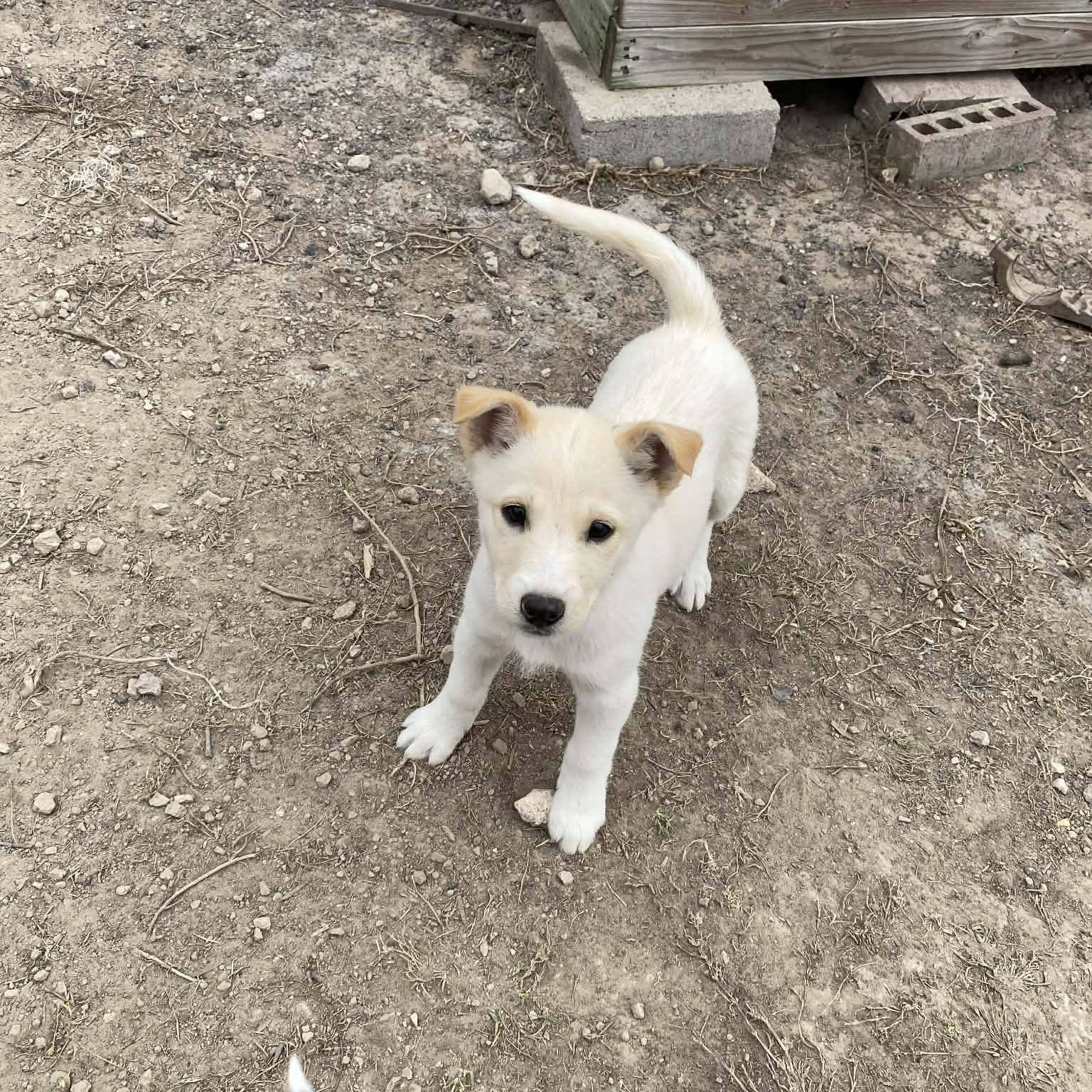 Enlarge Sugar, an adopted mixed breed in New Haven, CT image 4/6