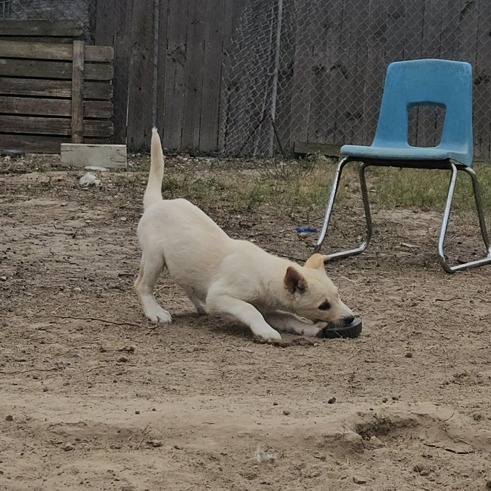 Enlarge Sugar, an adopted mixed breed in New Haven, CT image 6/6