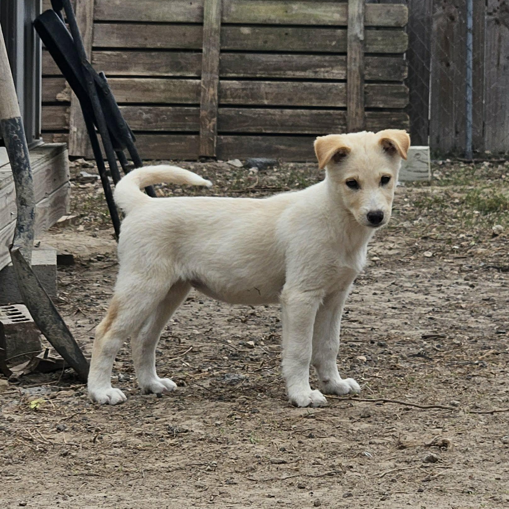 Enlarge Sugar, an adopted mixed breed in New Haven, CT image 1/6