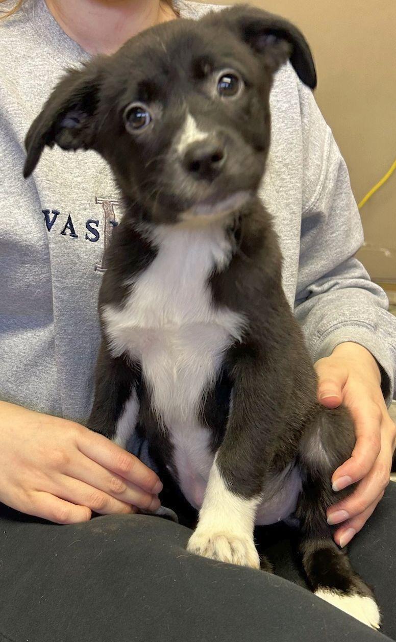 Enlarge JESSE (ohiosdrescue@gmail.com), a ADOPTABLE Mixed Breed in Rossford, OH image 2/4