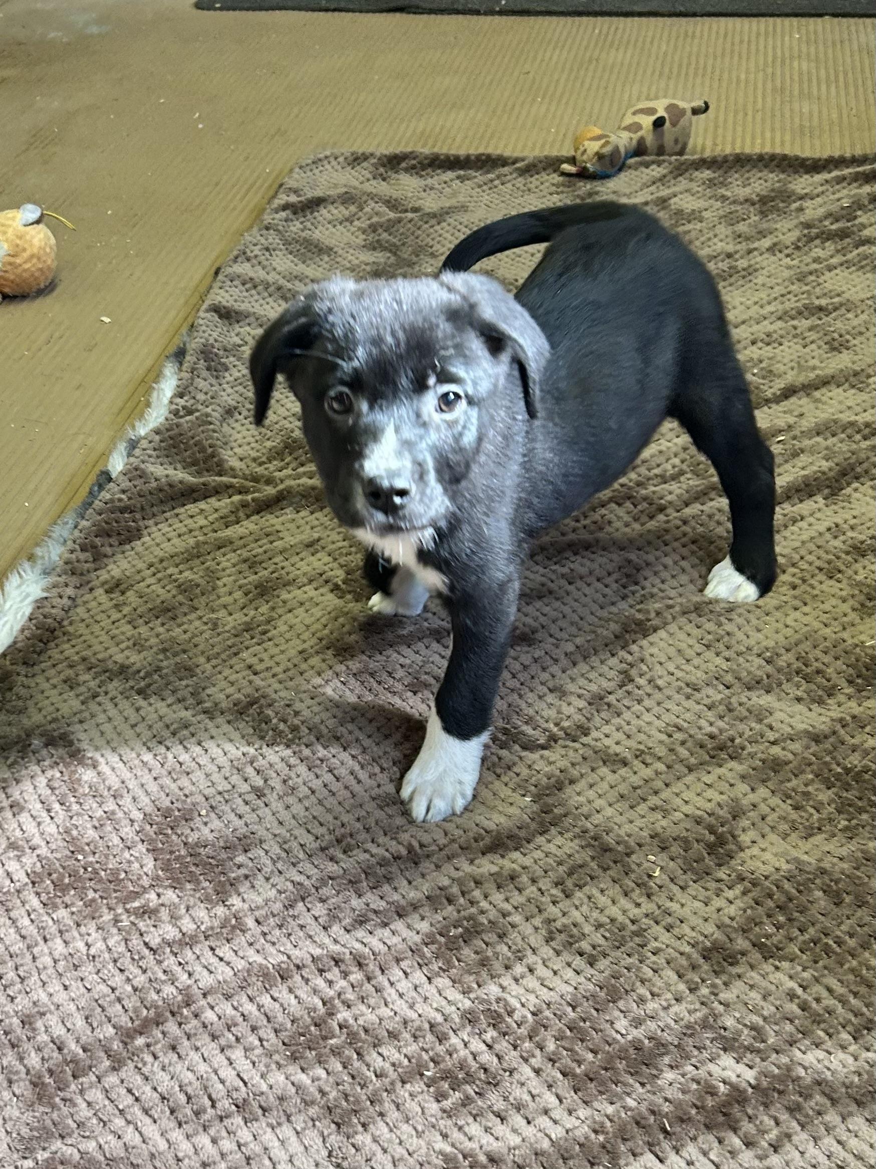 Enlarge JESSE (ohiosdrescue@gmail.com), a ADOPTABLE Mixed Breed in Rossford, OH image 4/4