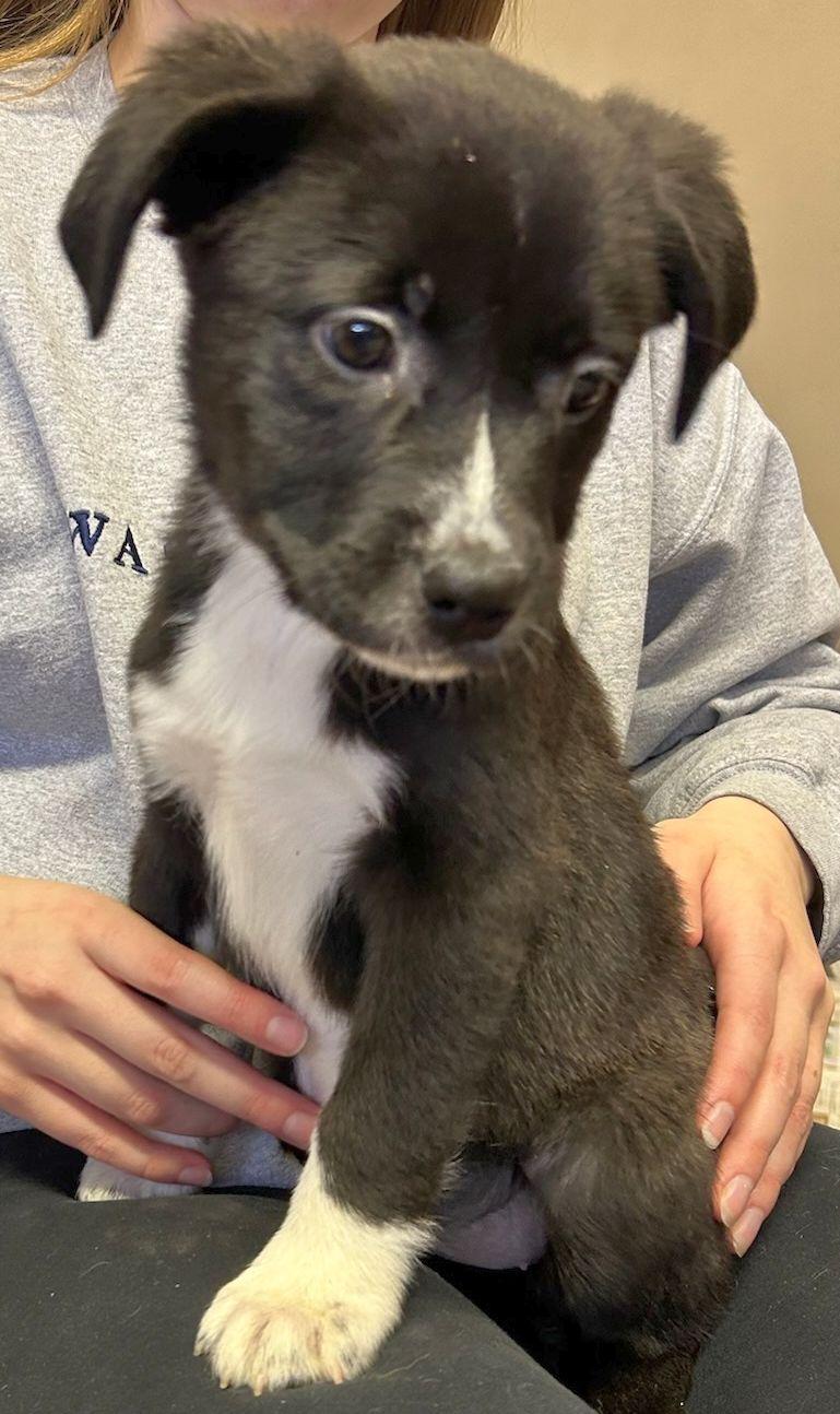 Enlarge JESSE (ohiosdrescue@gmail.com), a ADOPTABLE Mixed Breed in Rossford, OH image 3/4