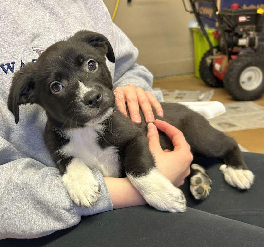 Enlarge JESSE (ohiosdrescue@gmail.com), a ADOPTABLE Mixed Breed in Rossford, OH image 1/4