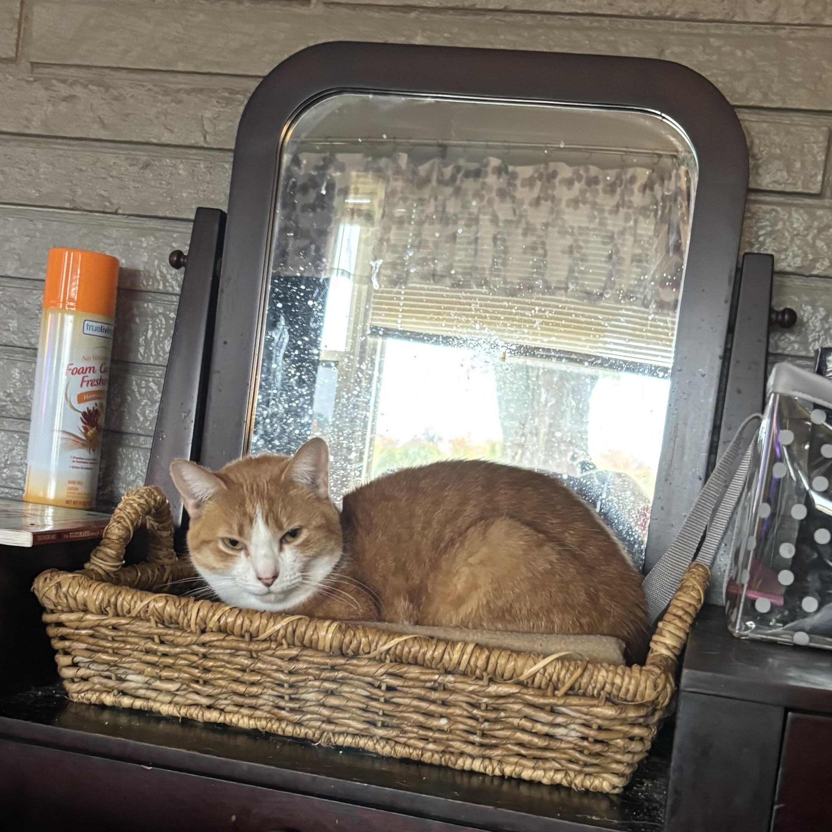 Enlarge Autumn & Winter, a Adoptable Domestic Short Hair in Kirklin, IN image 6/6