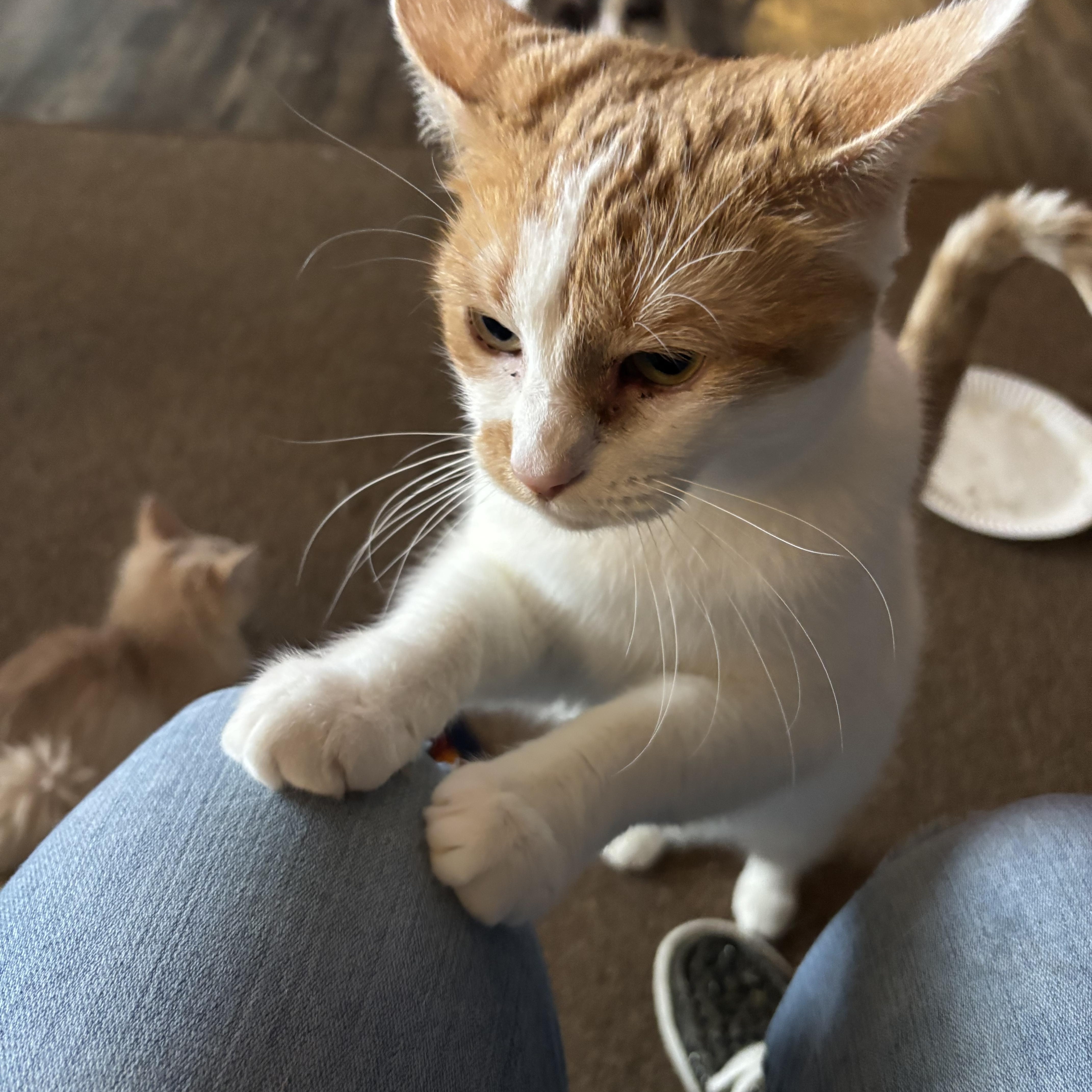 Enlarge Autumn & Winter, a Adoptable Domestic Short Hair in Kirklin, IN image 3/6