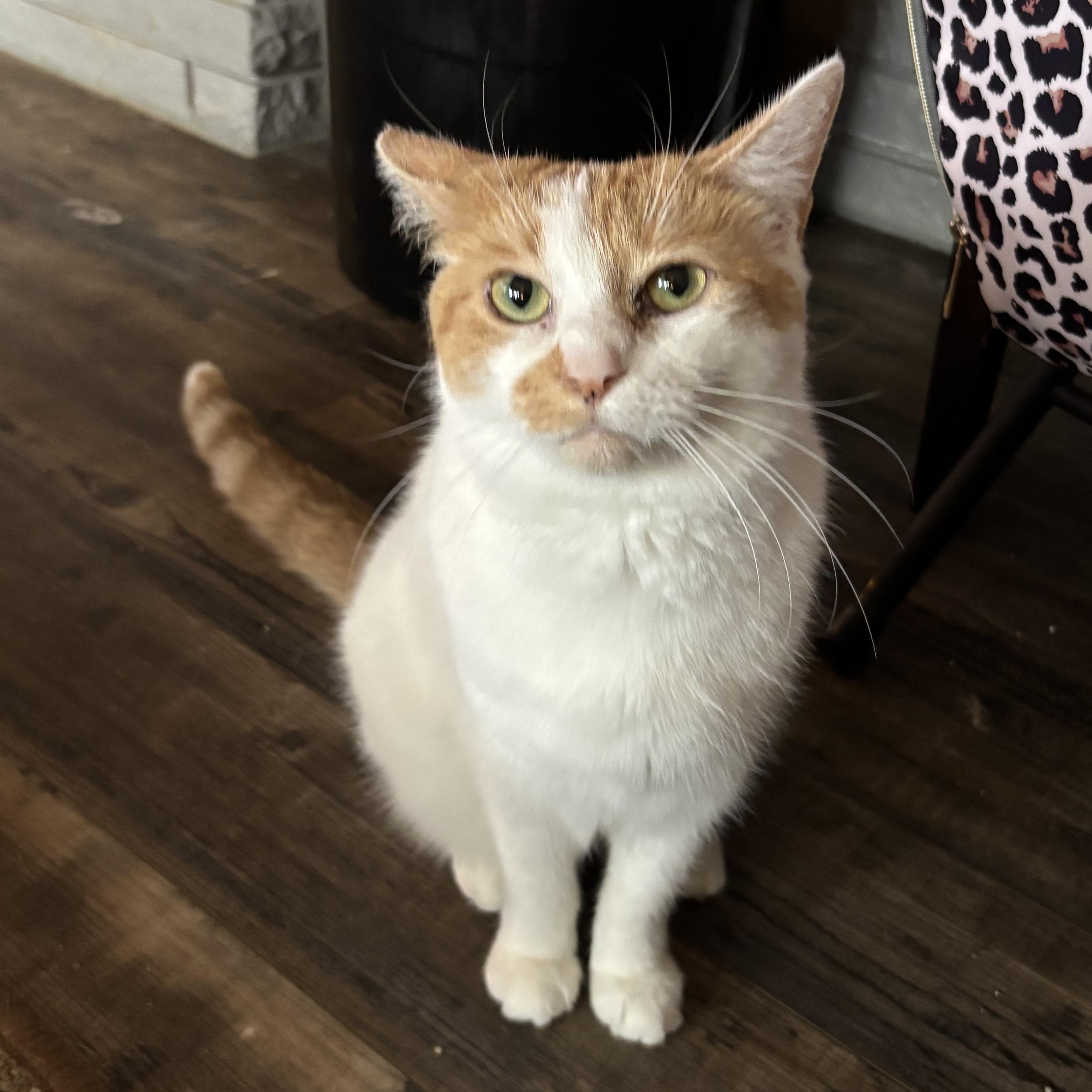 Autumn & Winter, Adoptable, Young Female Domestic Short Hair.