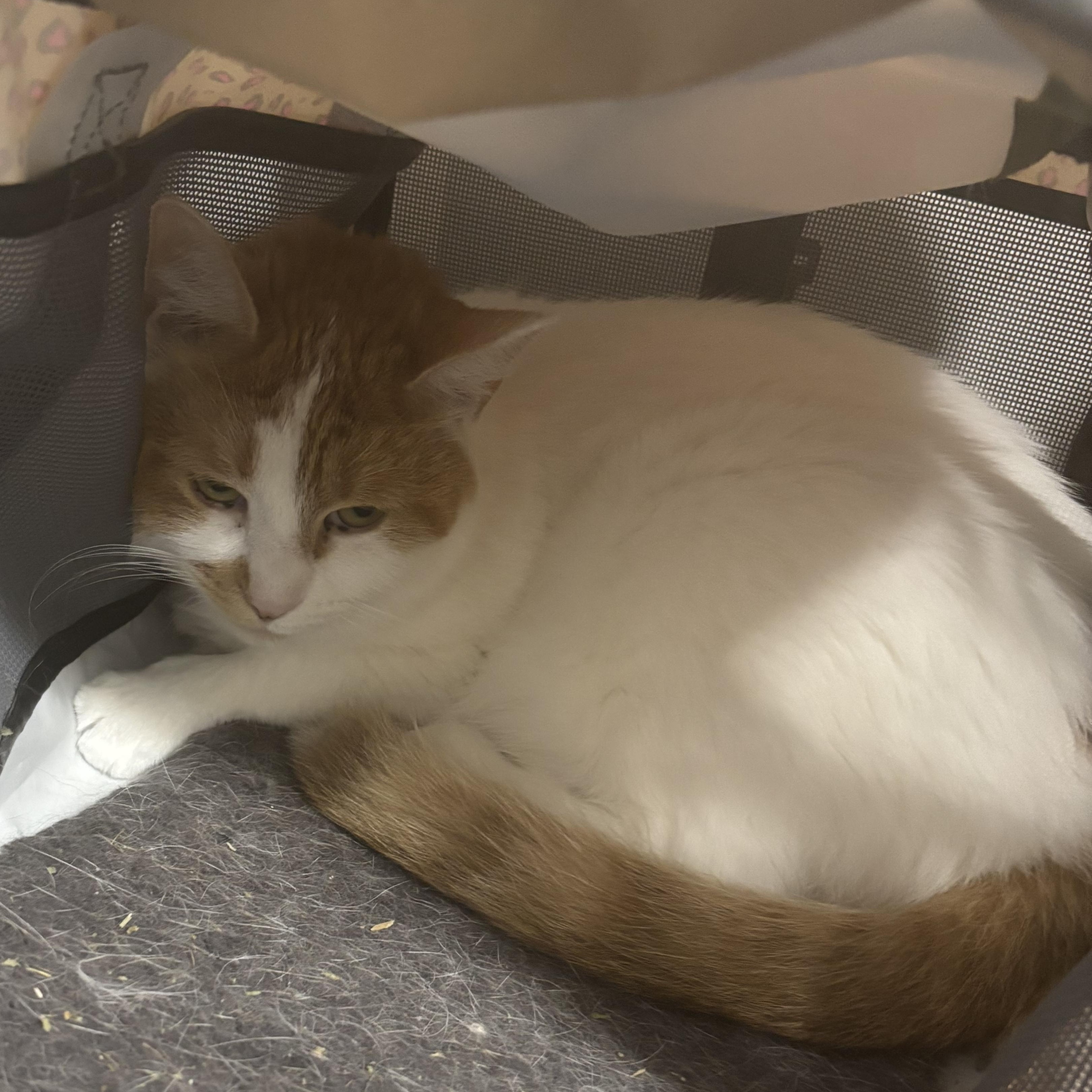 Enlarge Autumn & Winter, a Adoptable Domestic Short Hair in Kirklin, IN image 2/6